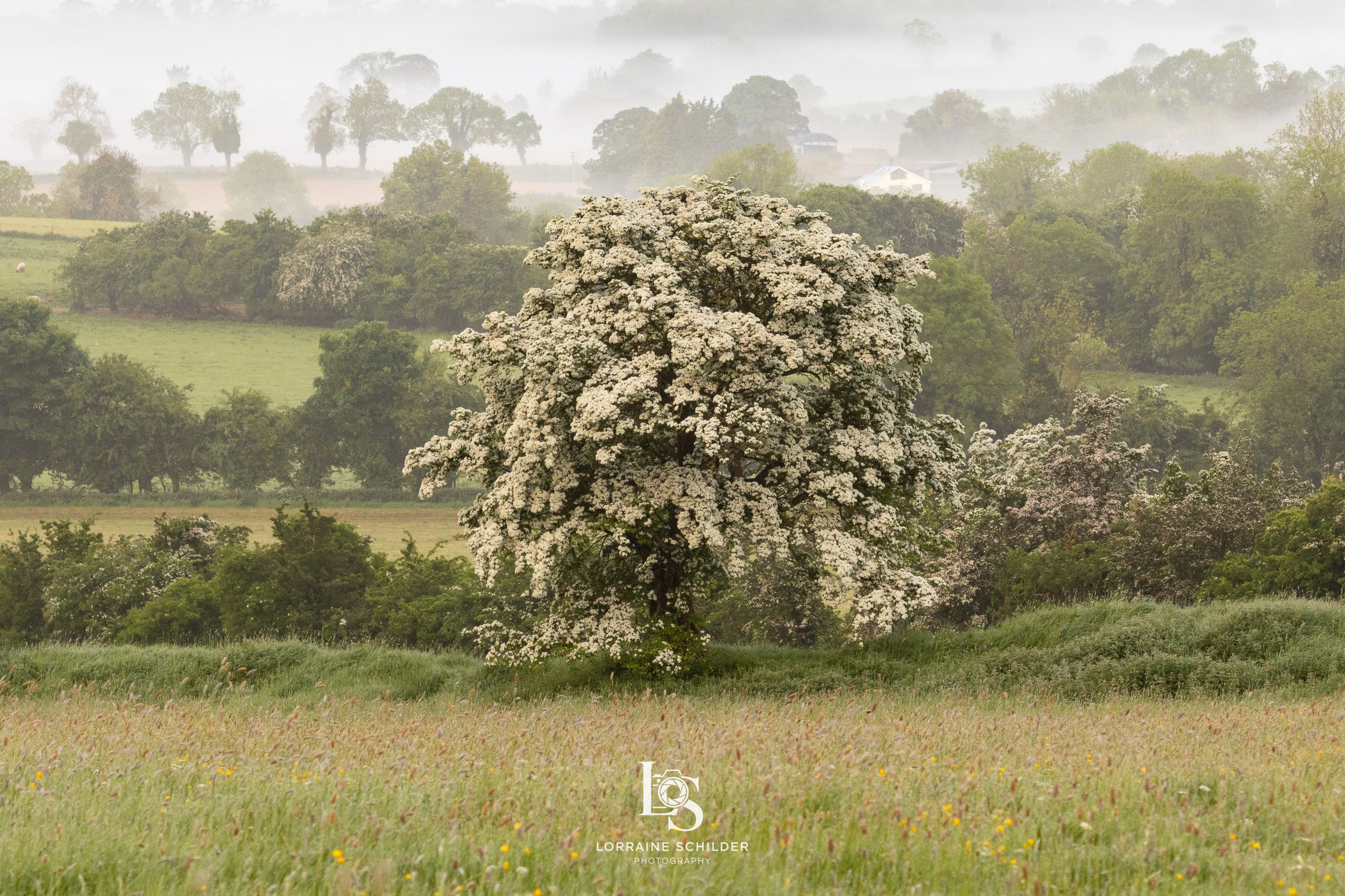 A blooming tree in the middle of a lush green field with hills and more trees in the background under cloudy sky.