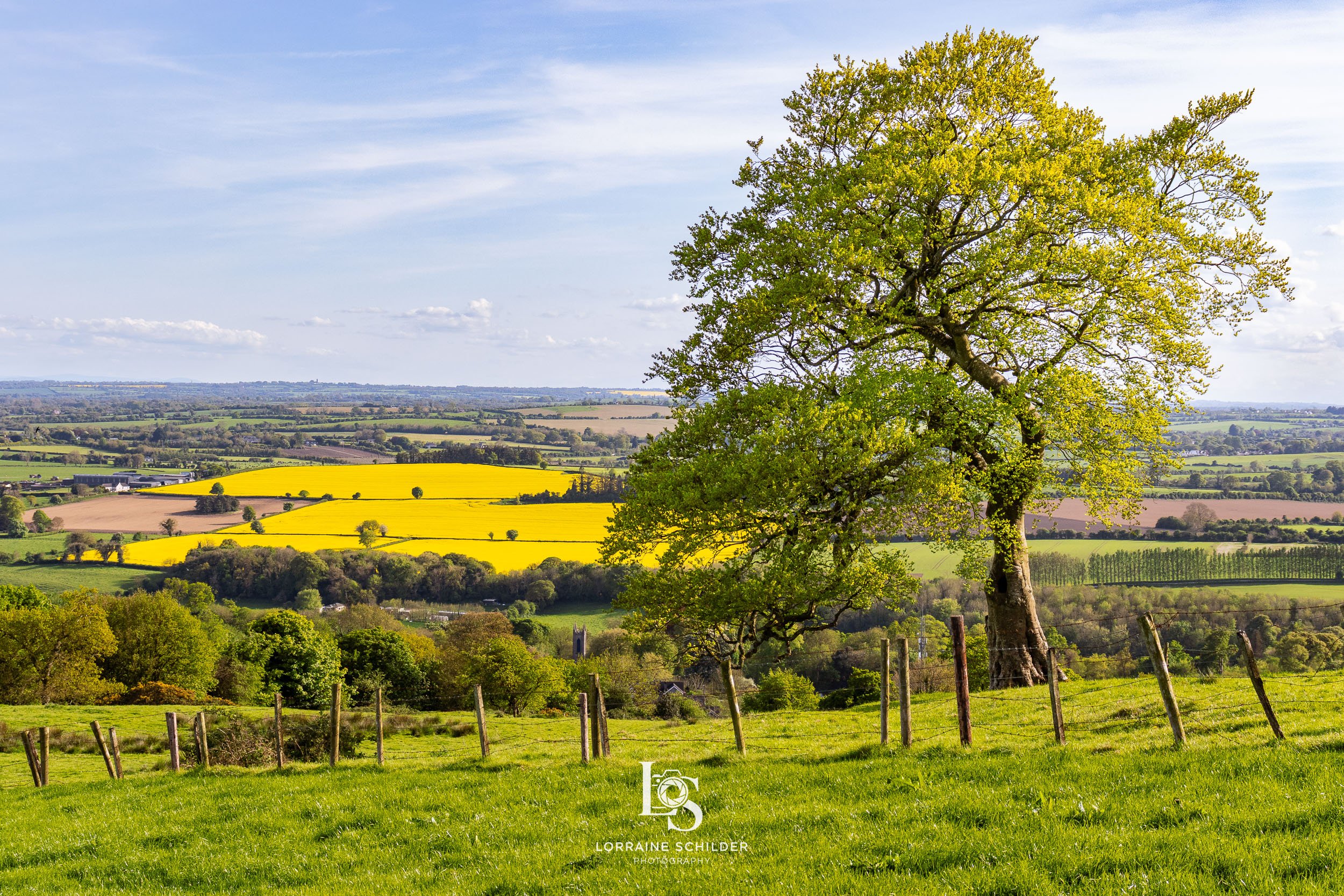Scenic view of a field with a large green tree in the foreground and rolling countryside with fields and trees in the background. Slane, Meath.