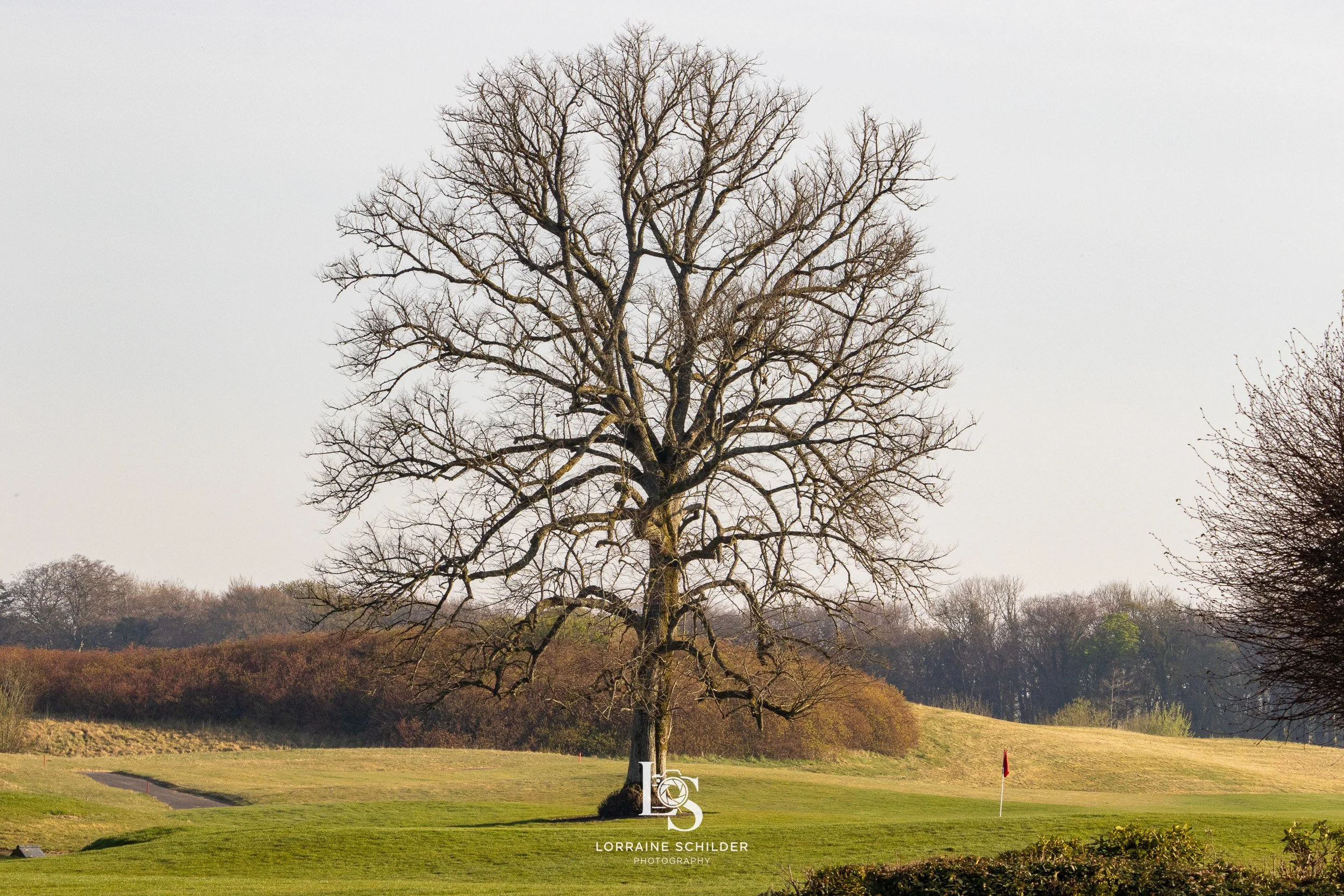 A large, leafless tree standing in the middle of a grassy field during daytime, with a golf flag in the background. Killeen Castle, Meath.