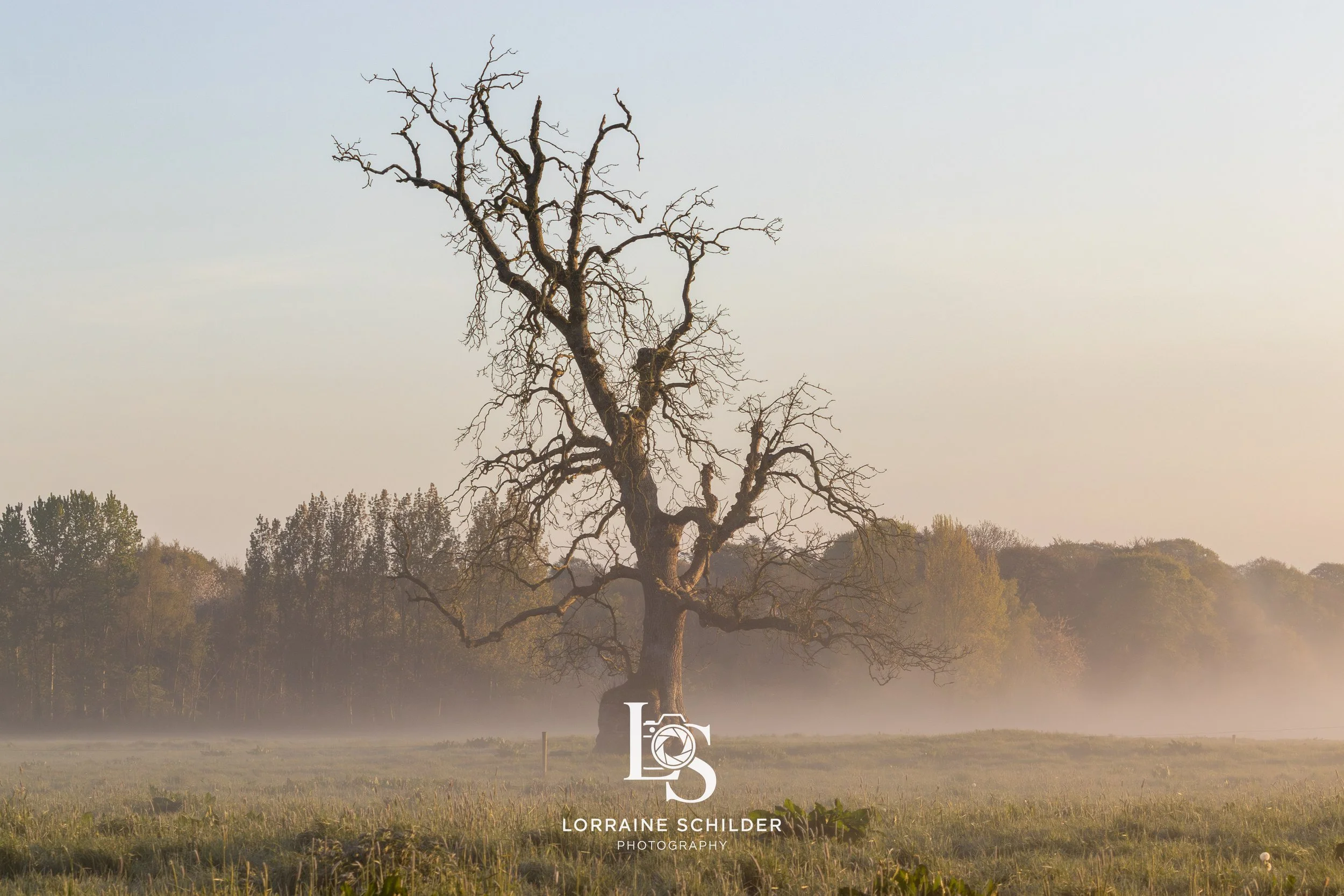 bective tree 6.jpg