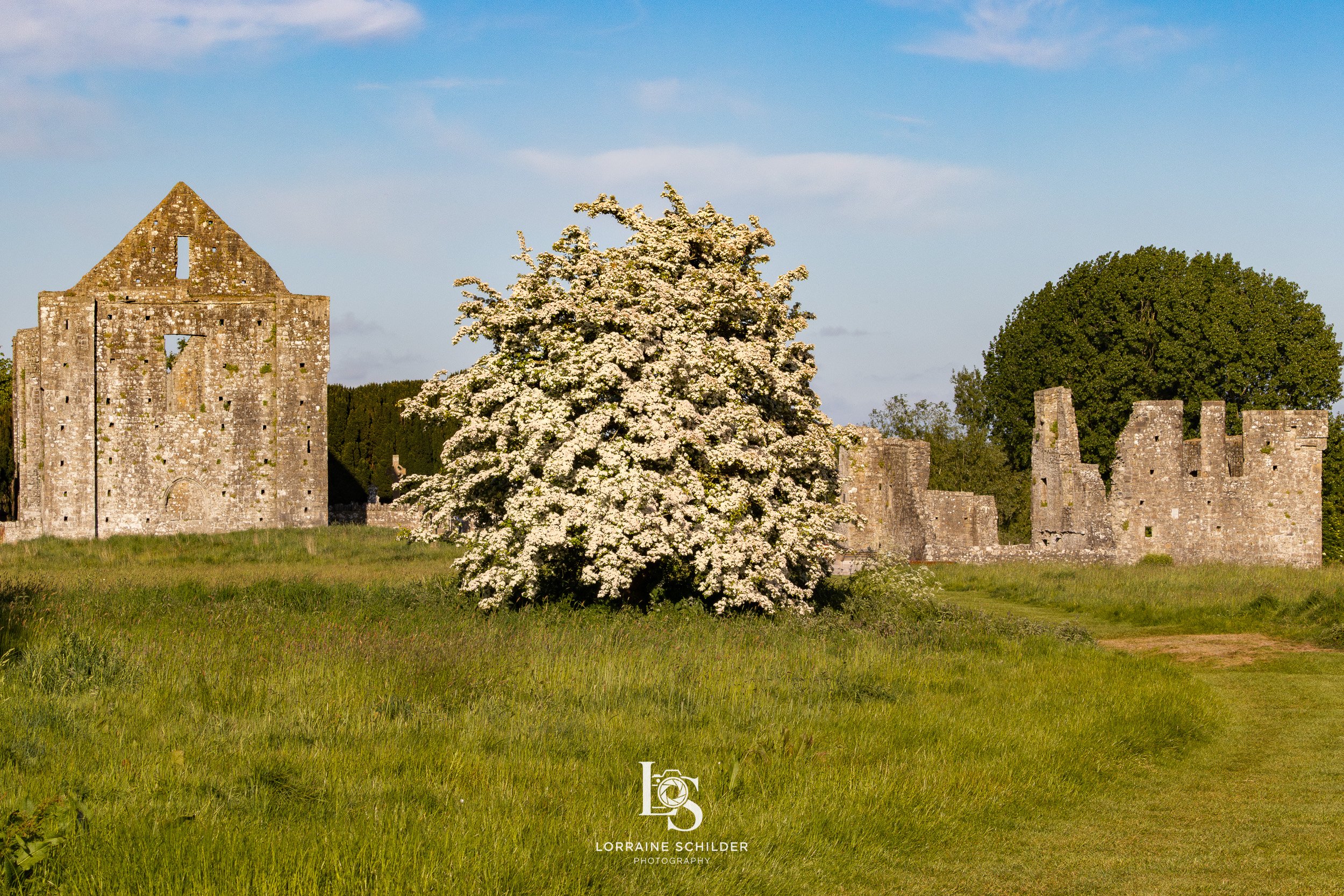 Newtown ruins with a blooming white flowering tree and green grass in foreground, blue sky with few clouds in background.