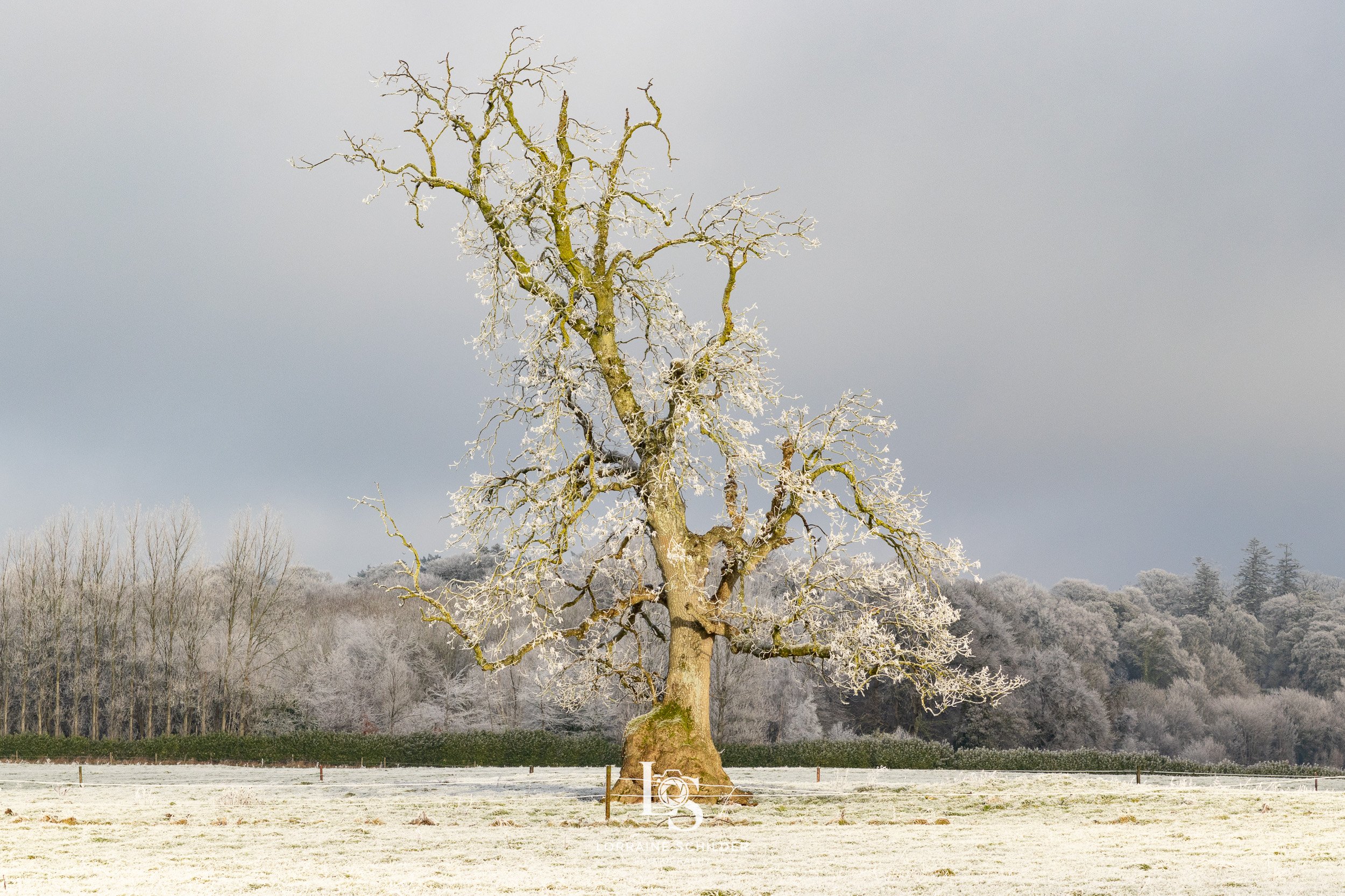 A leafless tree covered in snow standing alone in a snowy field, with a forest of snow-covered trees in the background under a cloudy sky.  Bective Abbey, Meath.