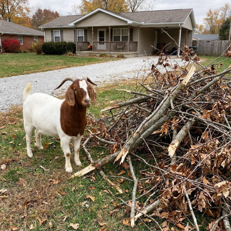 A goat standing next to a pile of fallen tree branches and leaves in front of a house with a porch and a gravel driveway.