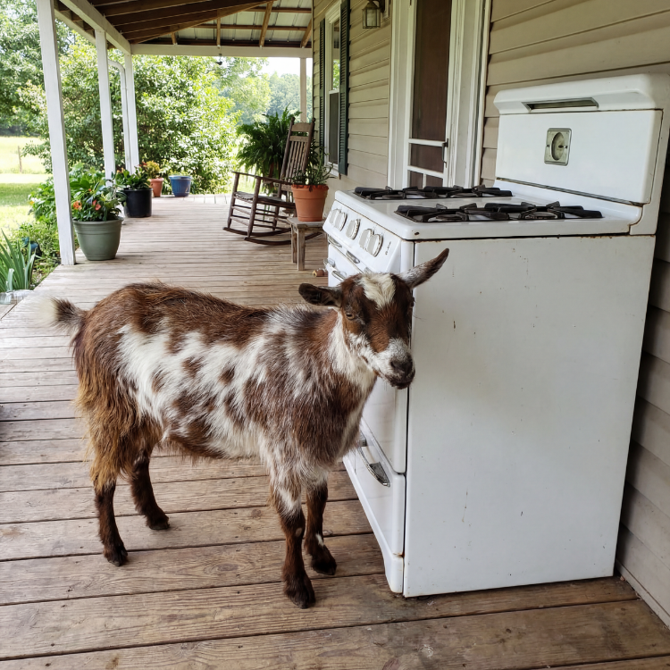 Appliance Removal for Homes & Properties