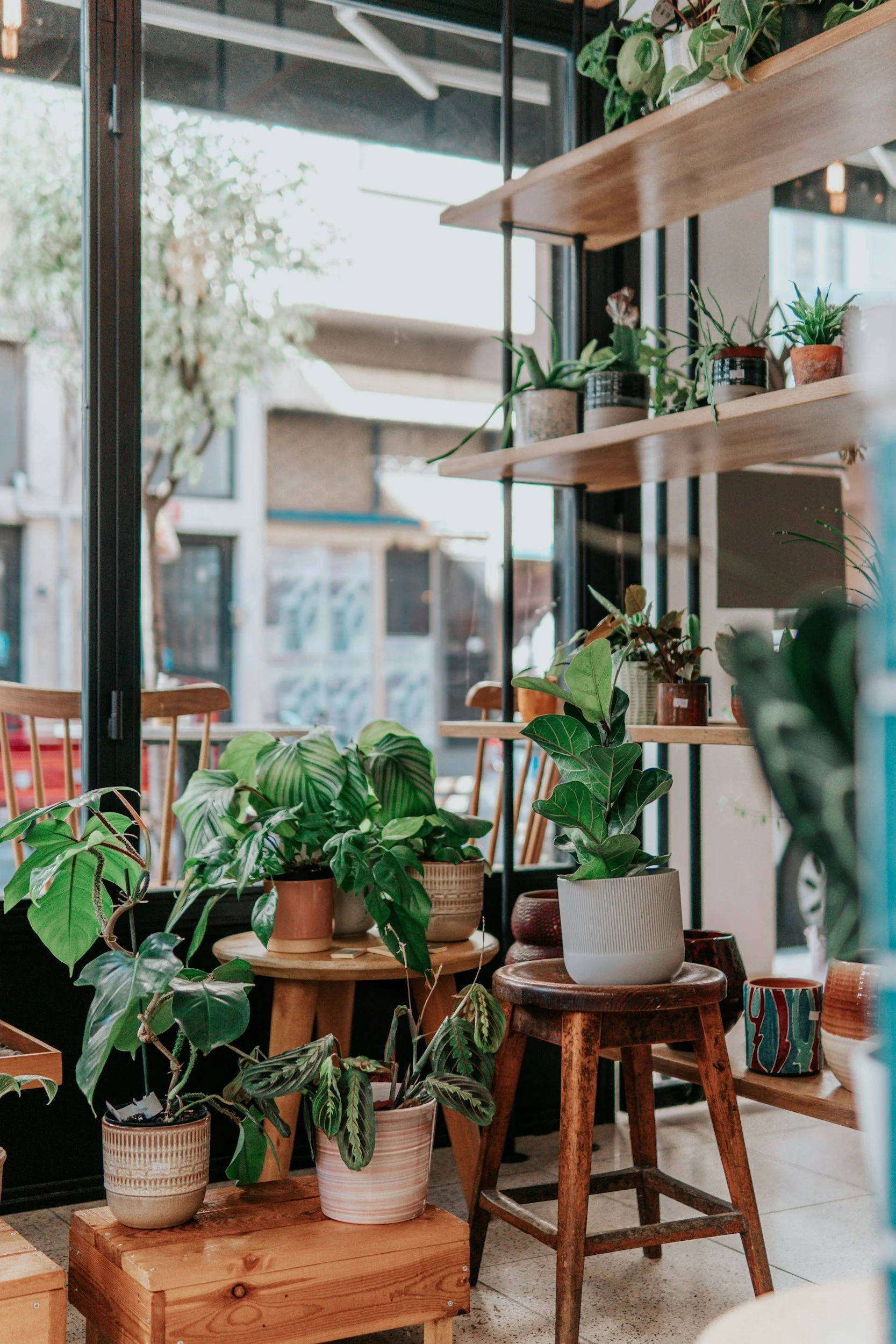 Indoor display of potted plants on wooden and metal shelves and stools inside a shop with large glass windows showing outdoor scenery.