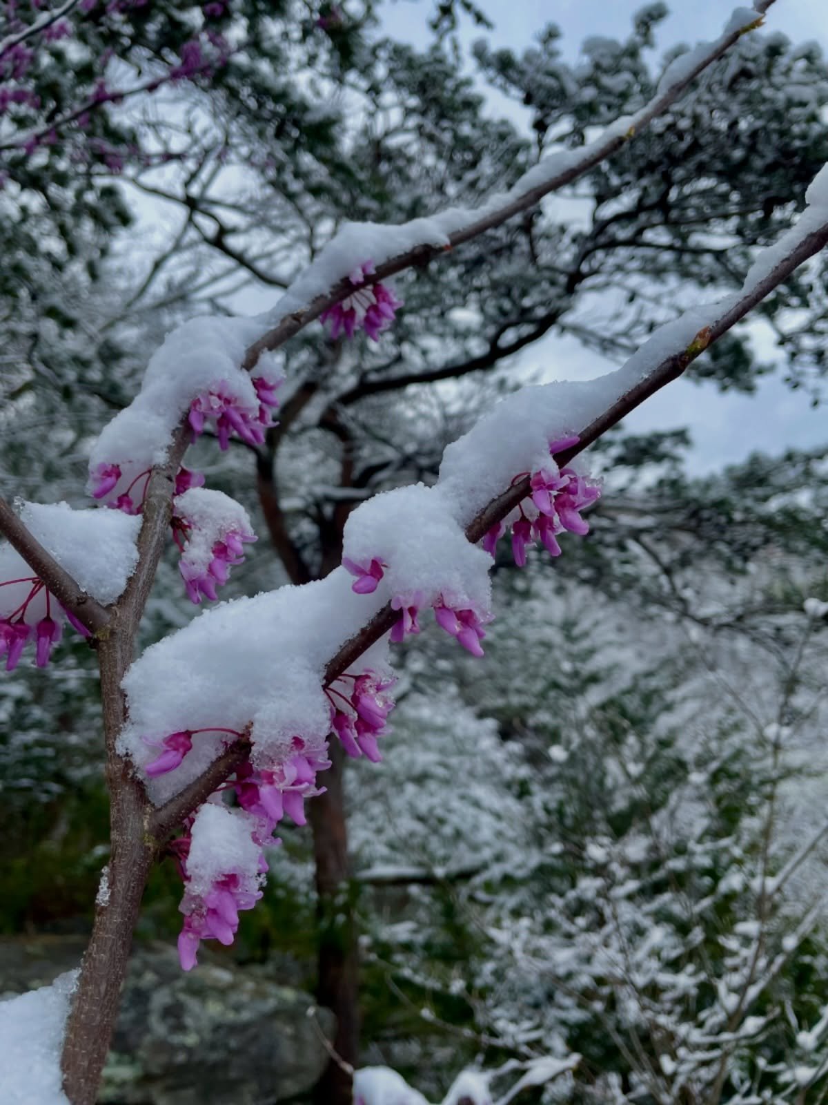 Redbud Winter ❄️