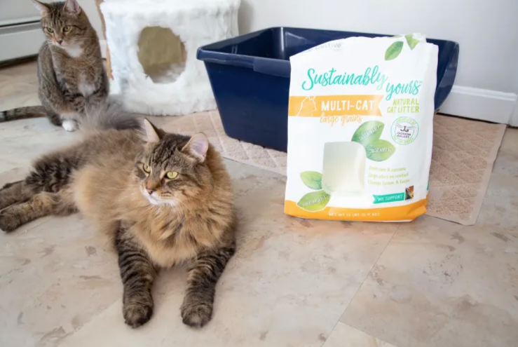 The Best Cat Litters We Tested Nix Strong Odors and Persistent Dust Clouds