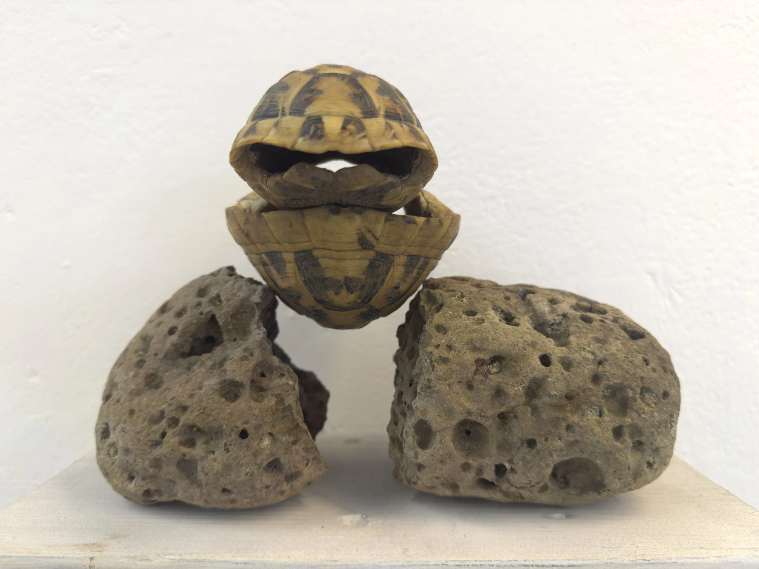 A turtle with a patterned shell is sitting on top of a stack of three volcanic rocks. The background is a plain white wall.