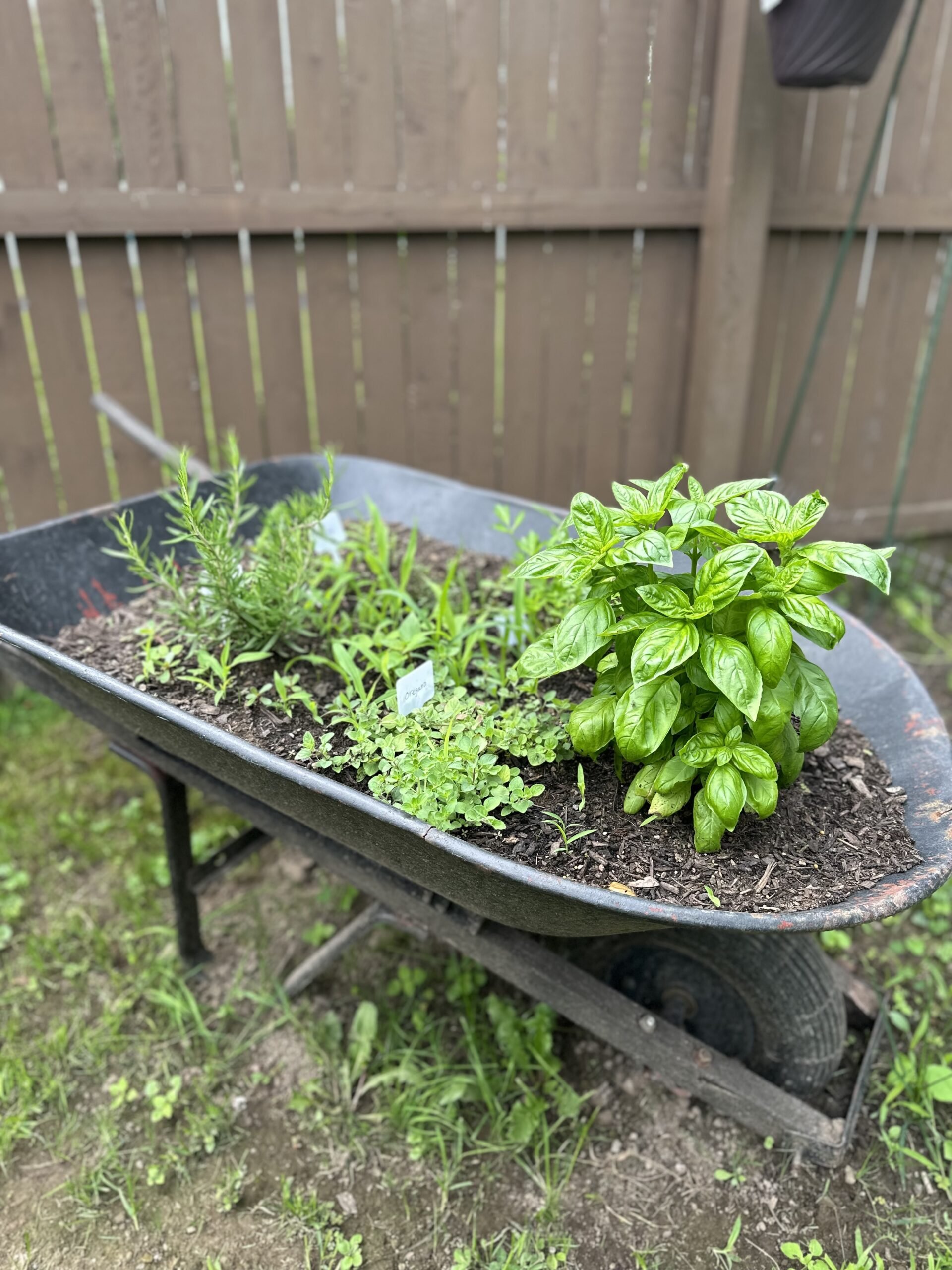 Do It yourself Herb Planter-In A Wheelbarrow