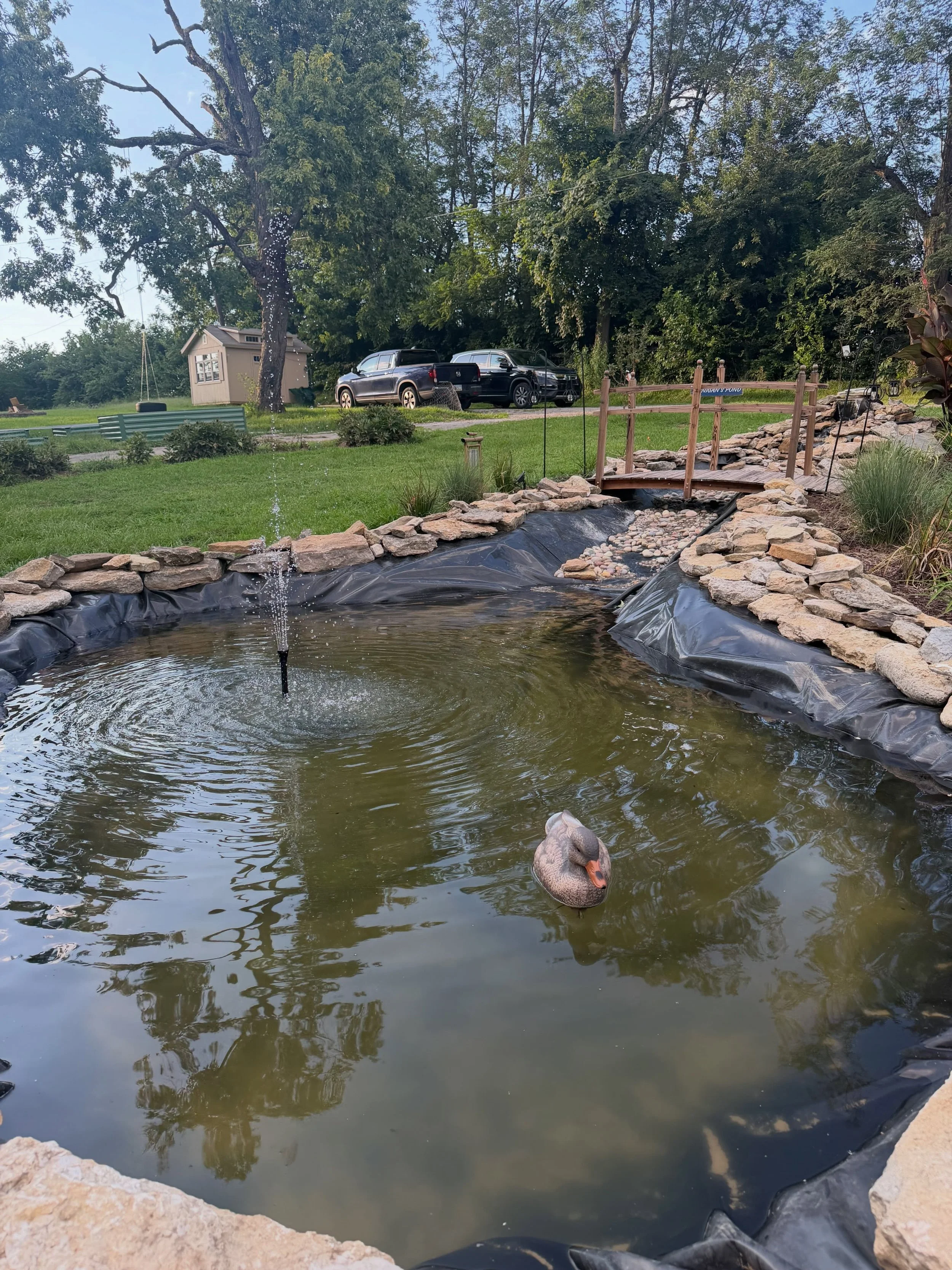 Cute little 🦆 for the pond