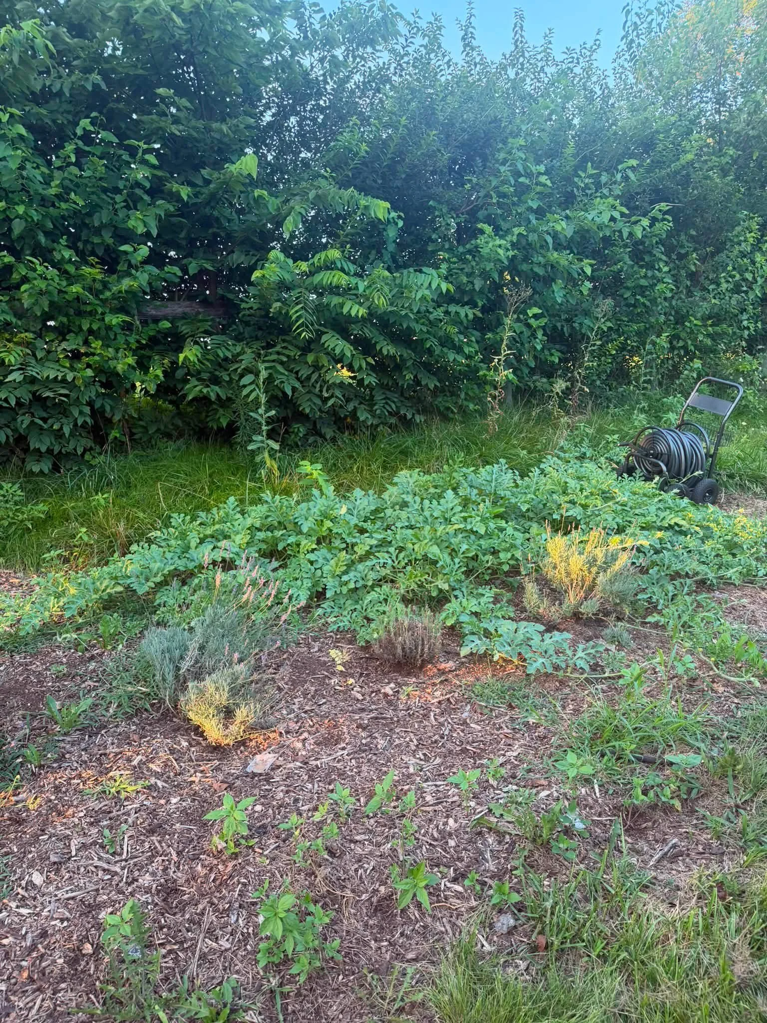 I can&rsquo;t believe how fast these 🍉 are growing! Exactly 7 day difference.