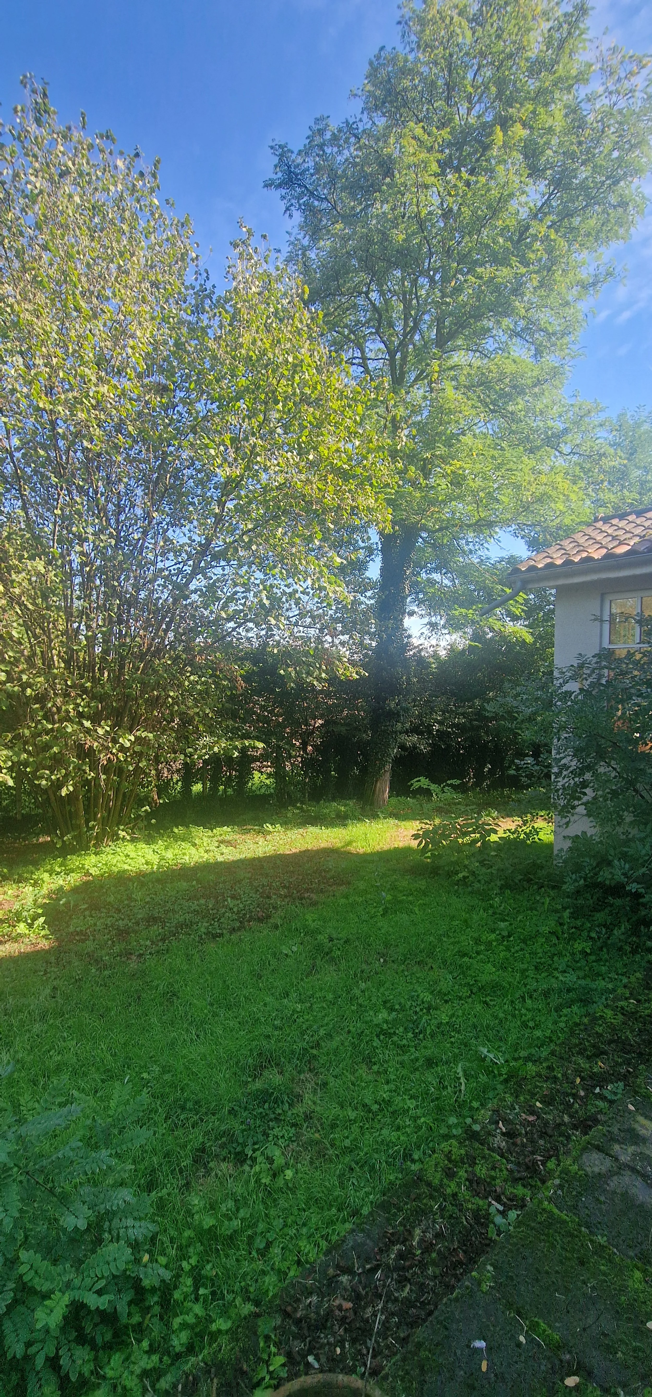 A backyard with green grass, trees, and a small white house with a tiled roof under a clear blue sky.