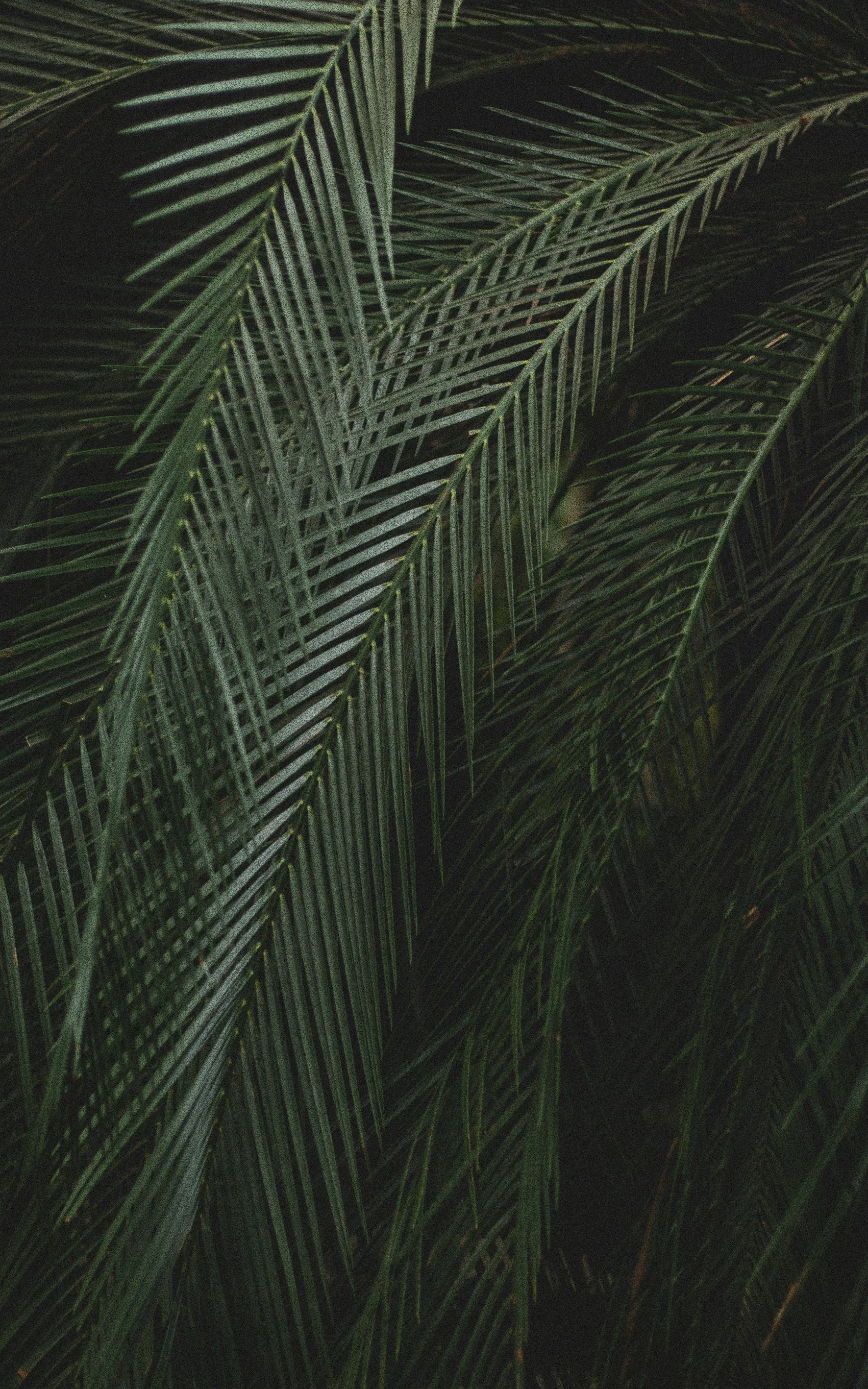 Close-up of green palm leaves overlapping in a dense pattern.