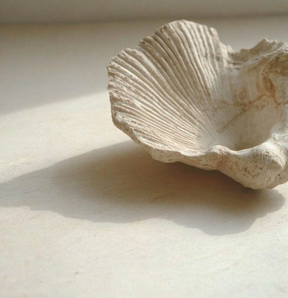 A close-up of a seashell resting on a light-colored surface with shadows cast by natural sunlight.
