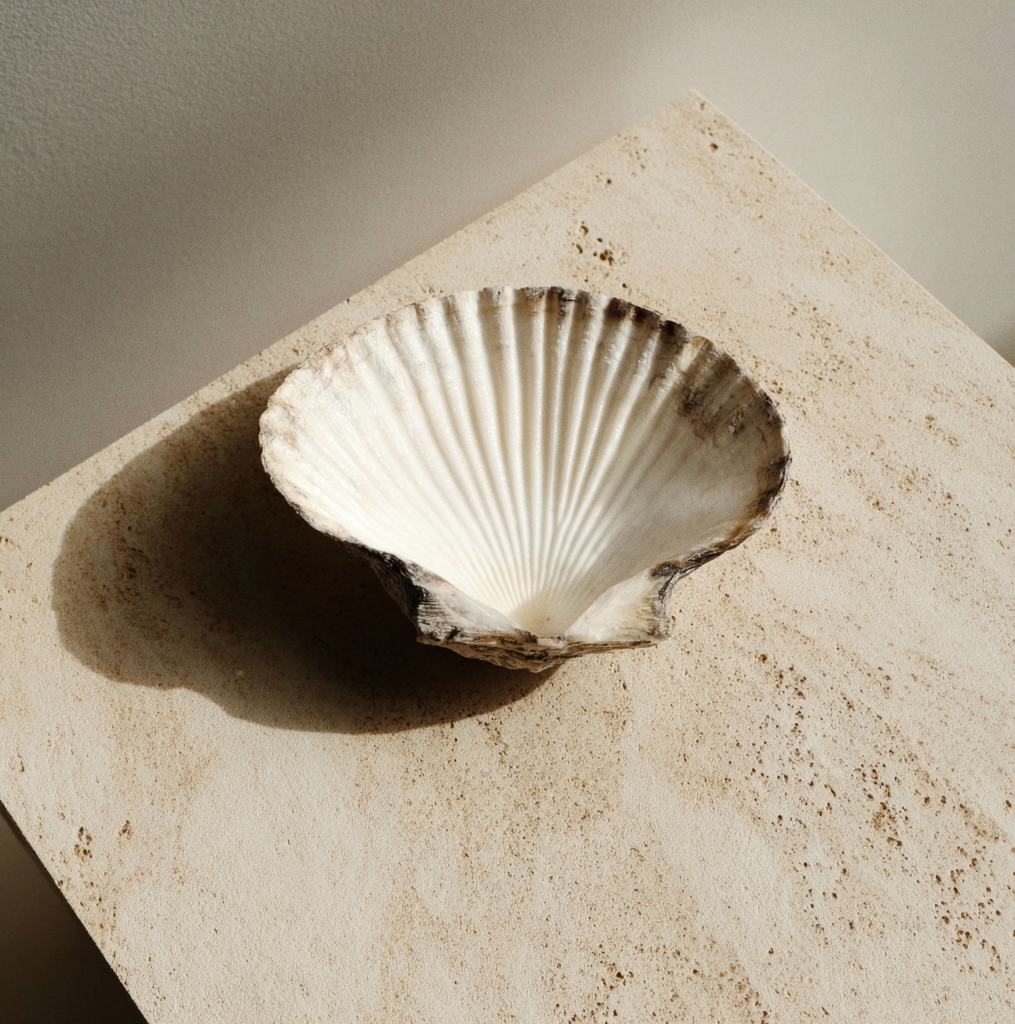 A large, white seashell with ridges, resting on a sand-colored surface with a shallow shadow cast to the left.