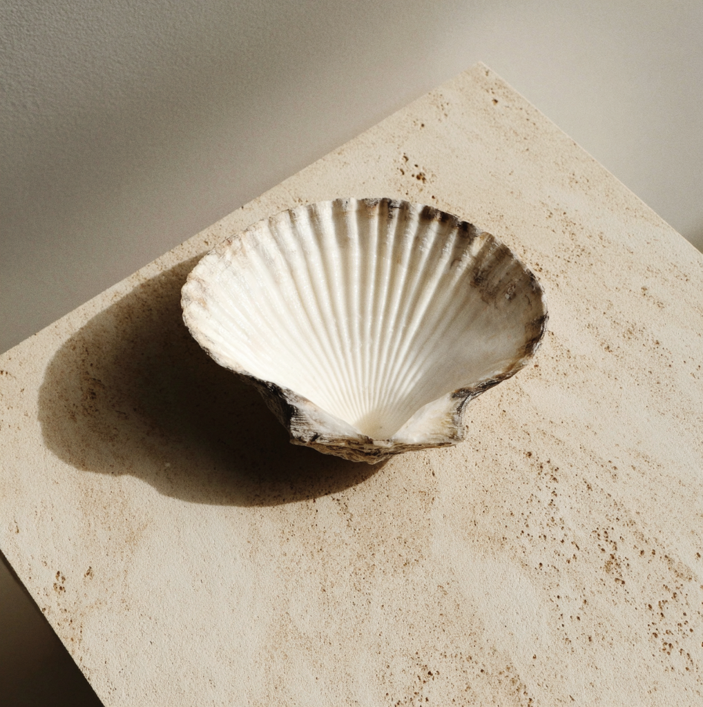 A seashell placed on a textured beige surface with a shadow cast to the left.