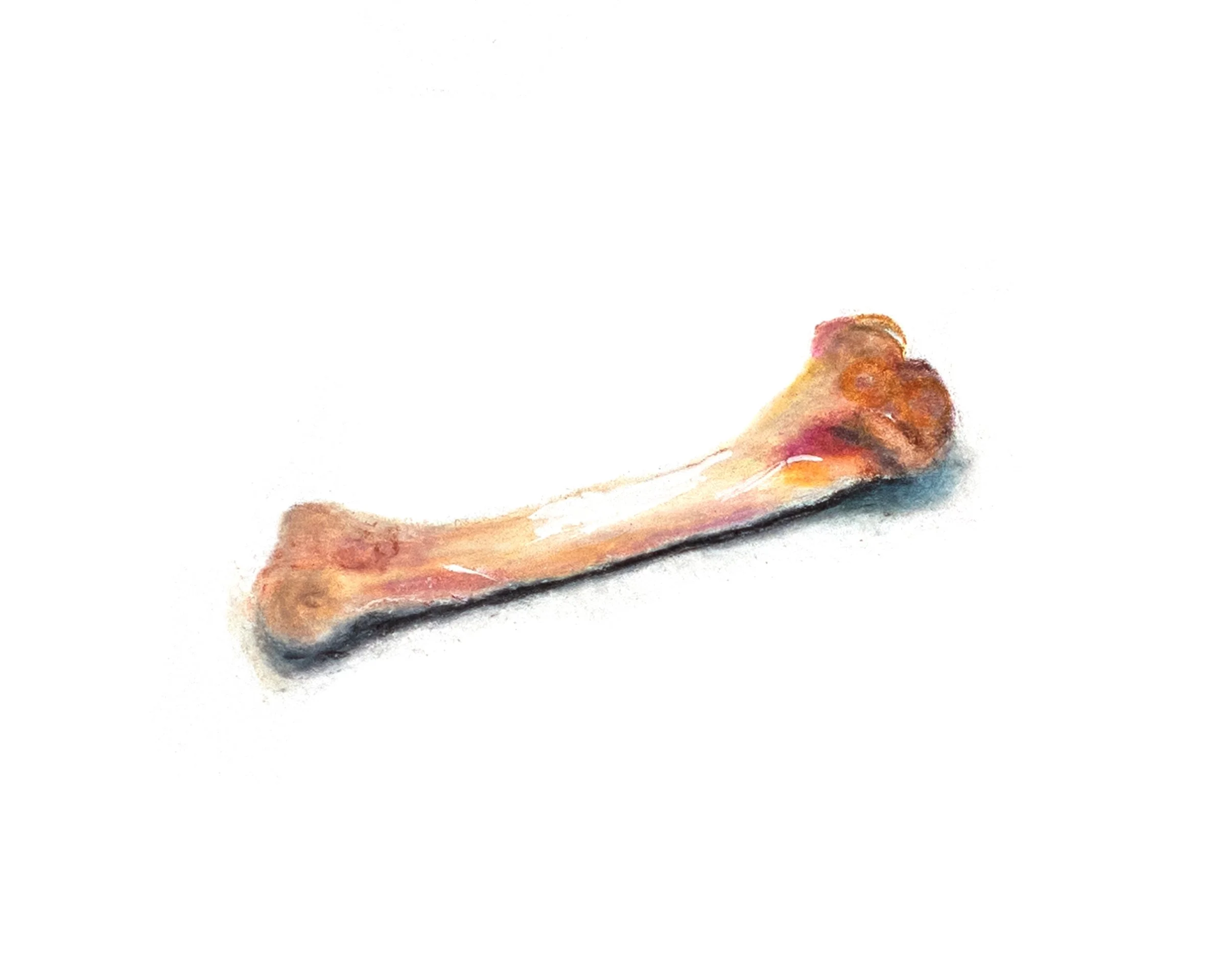 krystyna_medina_chicken_bone_web.jpg