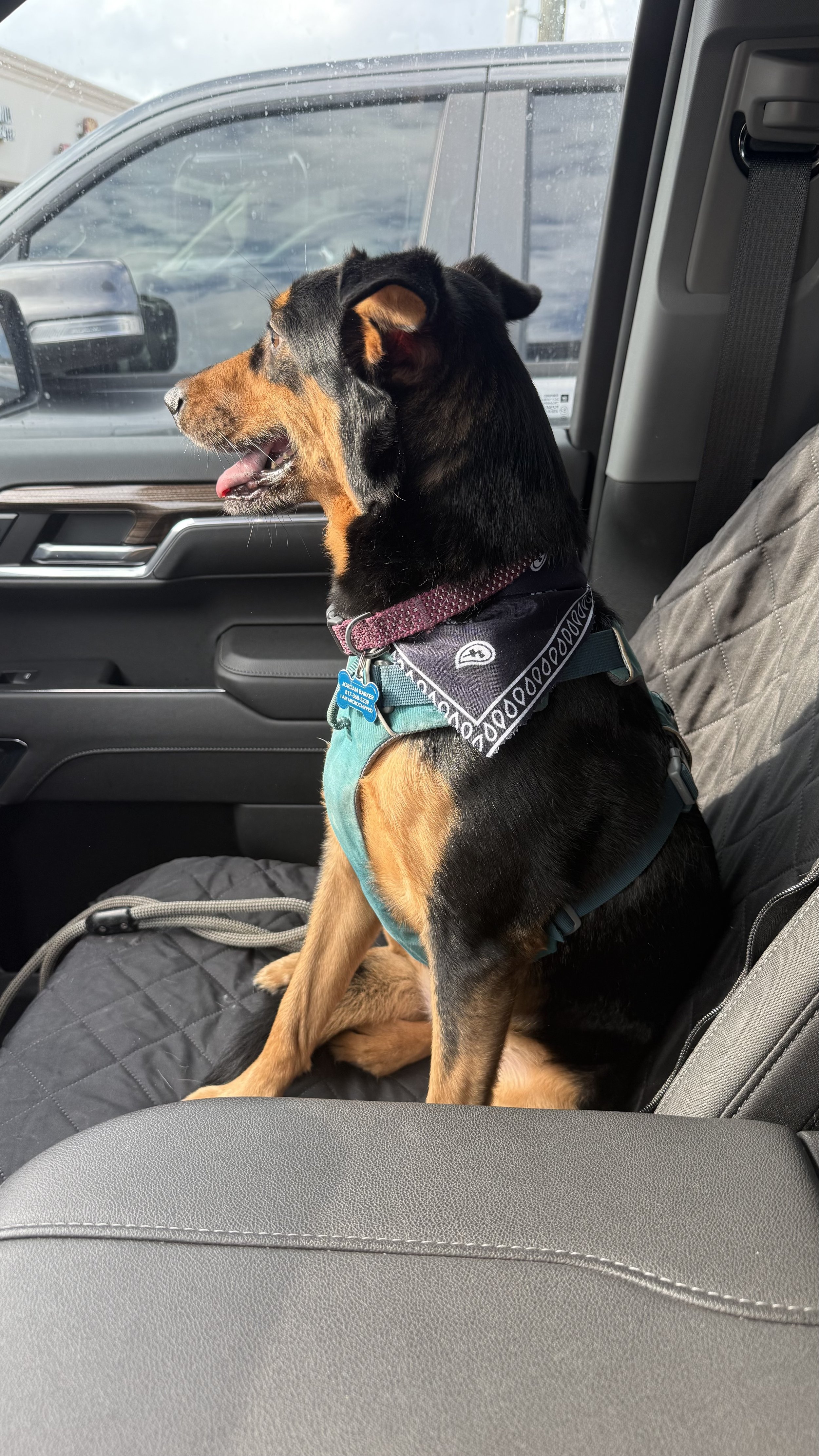 A service dog sitting on the front passenger seat of a vehicle, looking out the window with its tongue slightly out, wearing a harness and bandana.