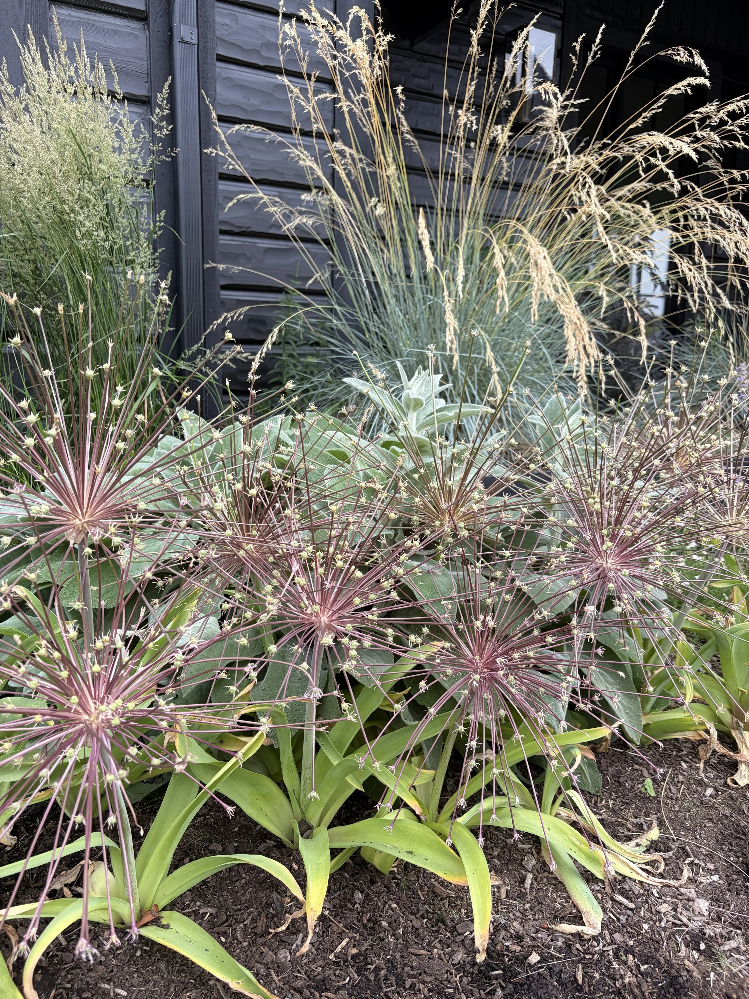 Allium Blue oat.jpg