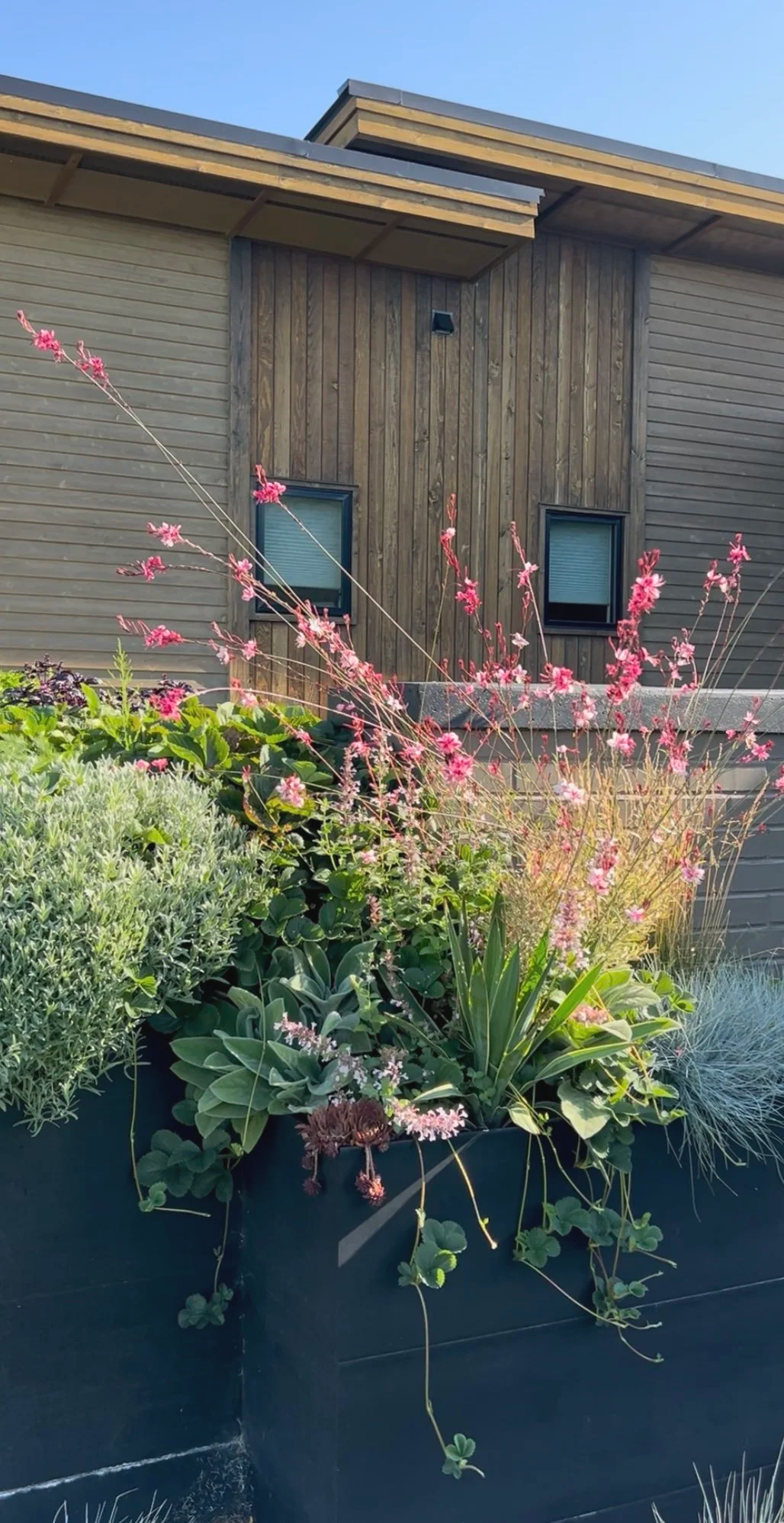 A large black planter filled with various green plants and pink flowers, with a house featuring beige and brown siding and two small windows in the background under a blue sky.