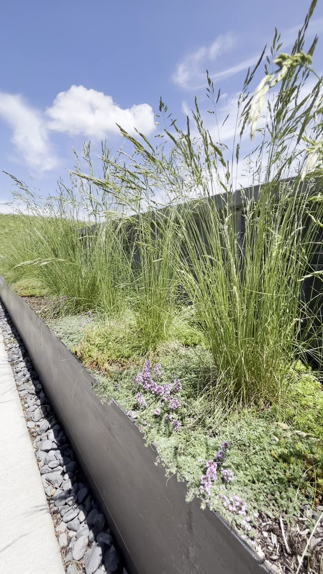 Close-up of a raised garden bed with ornamental grasses and small purple flowers, alongside a sidewalk with a black metal fence and blue sky with a few clouds in the background.