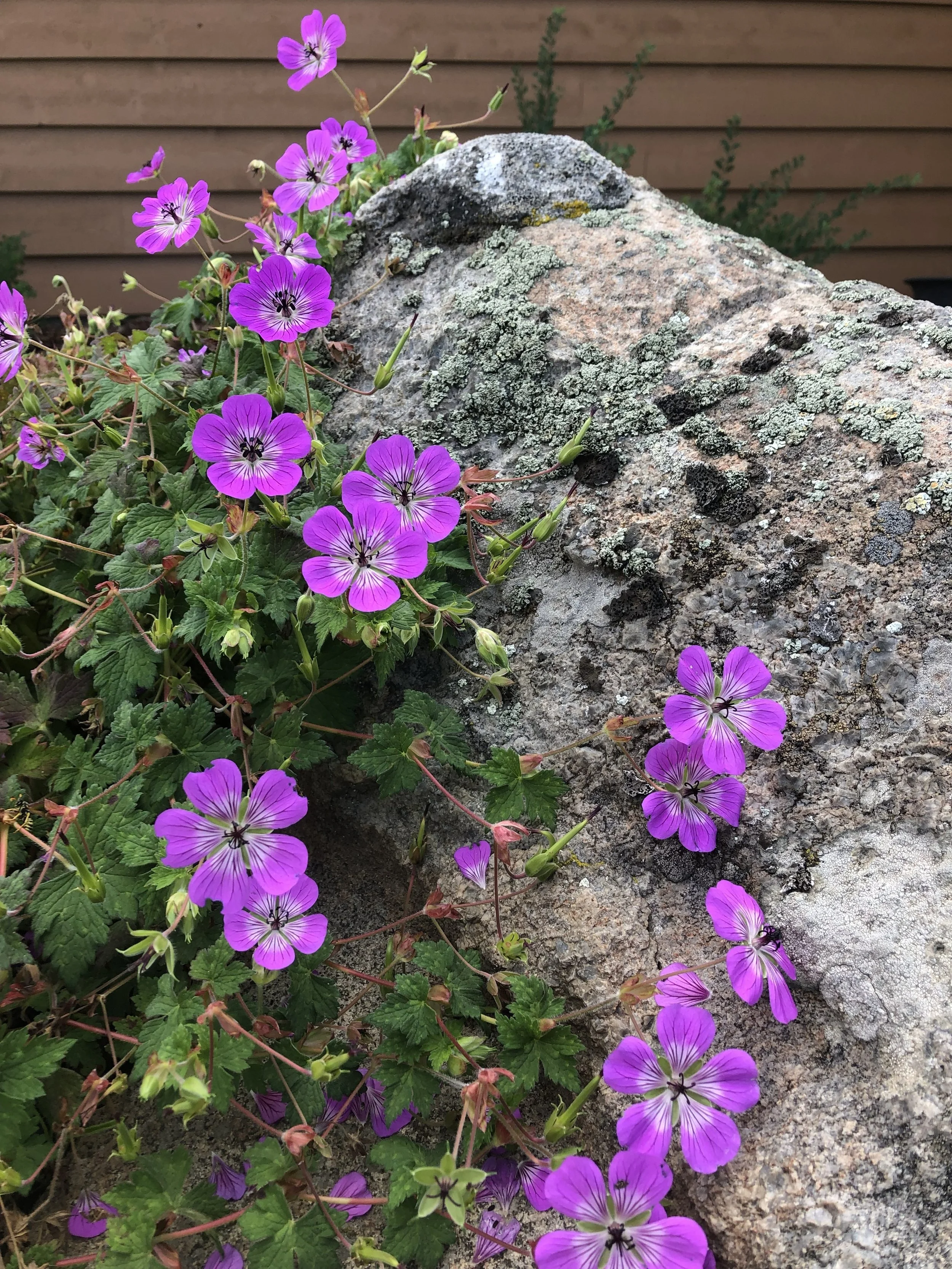 Geranium pink.jpg