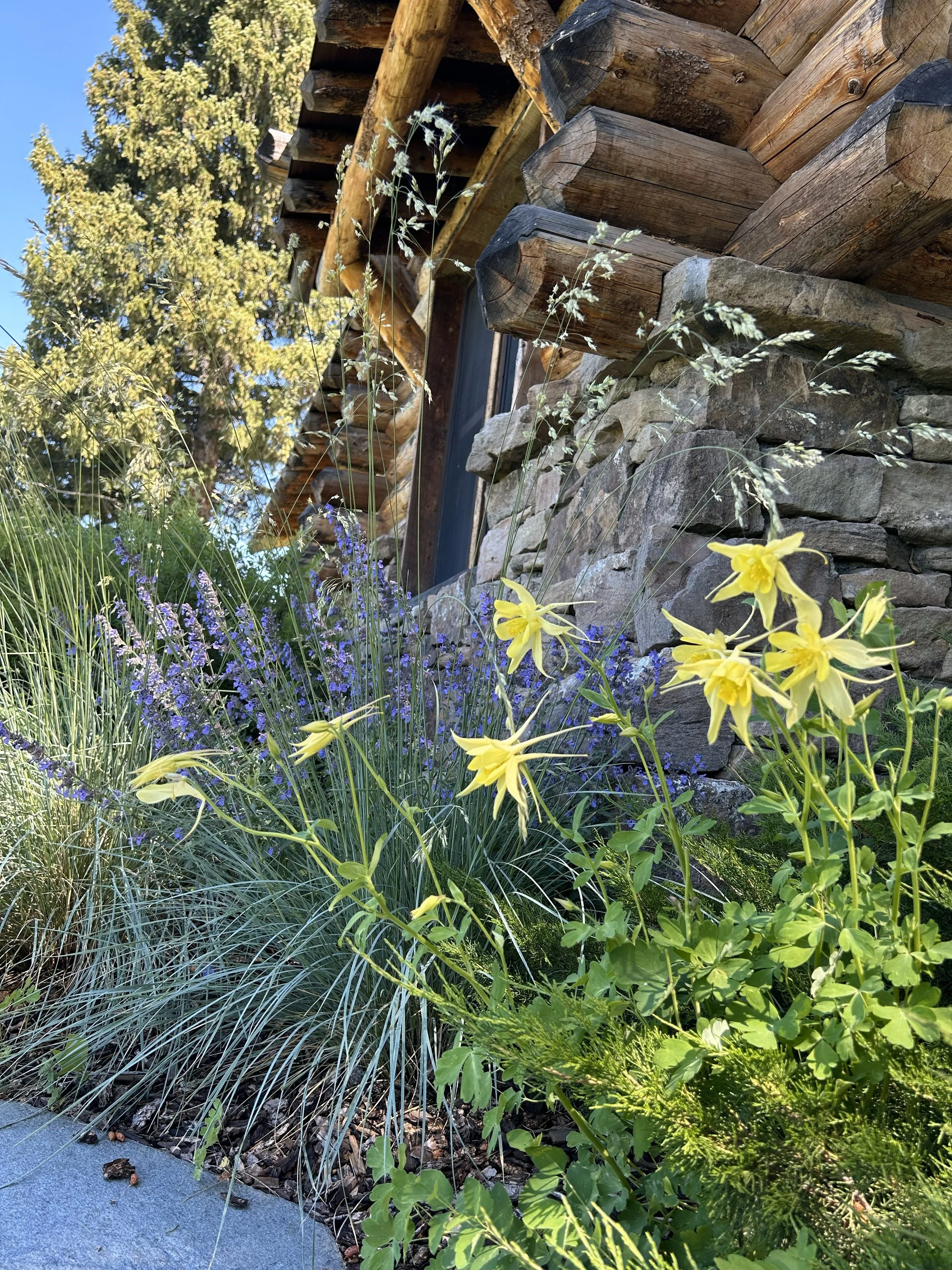 Close-up view of a garden with yellow and purple flowers, tall grasses, and leafy green plants in front of a stone wall and a wooden structure, with a large tree in the background.