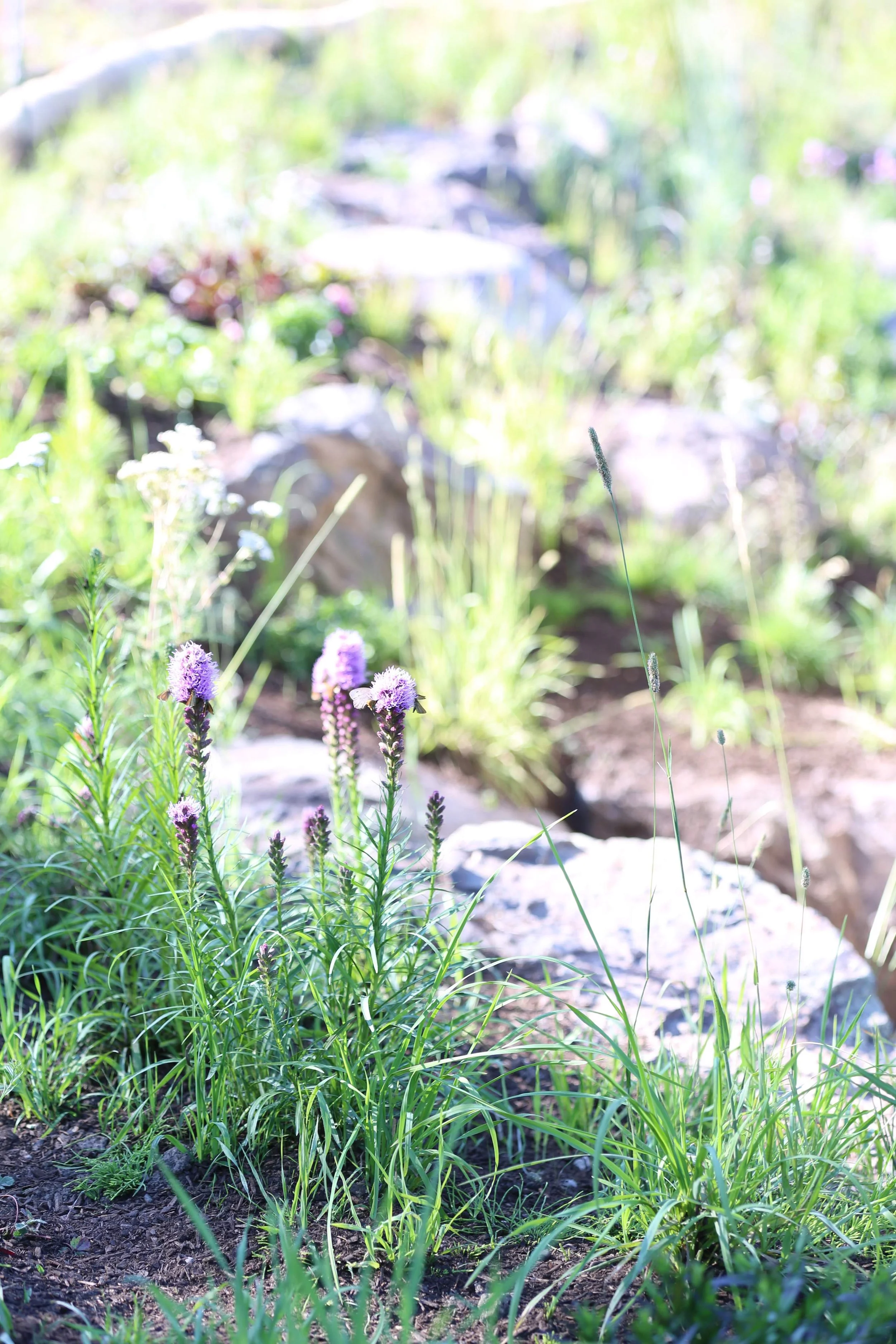 A garden with purple flowers and green foliage, rocks, and a dirt pathway in sunlight.
