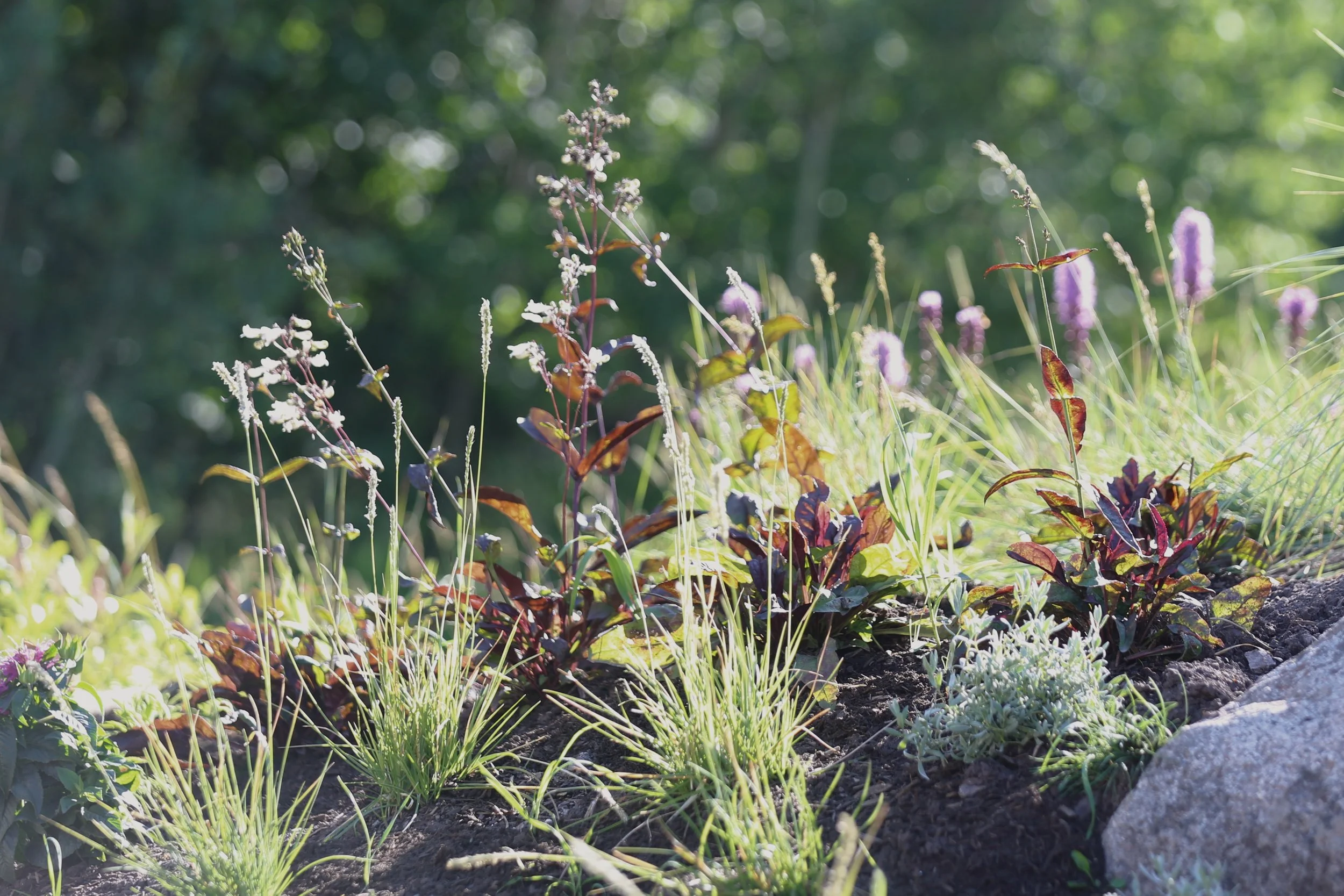 Close-up of a garden bed with various plants and flowers, sunlight shining on them, with a blurry background of trees.