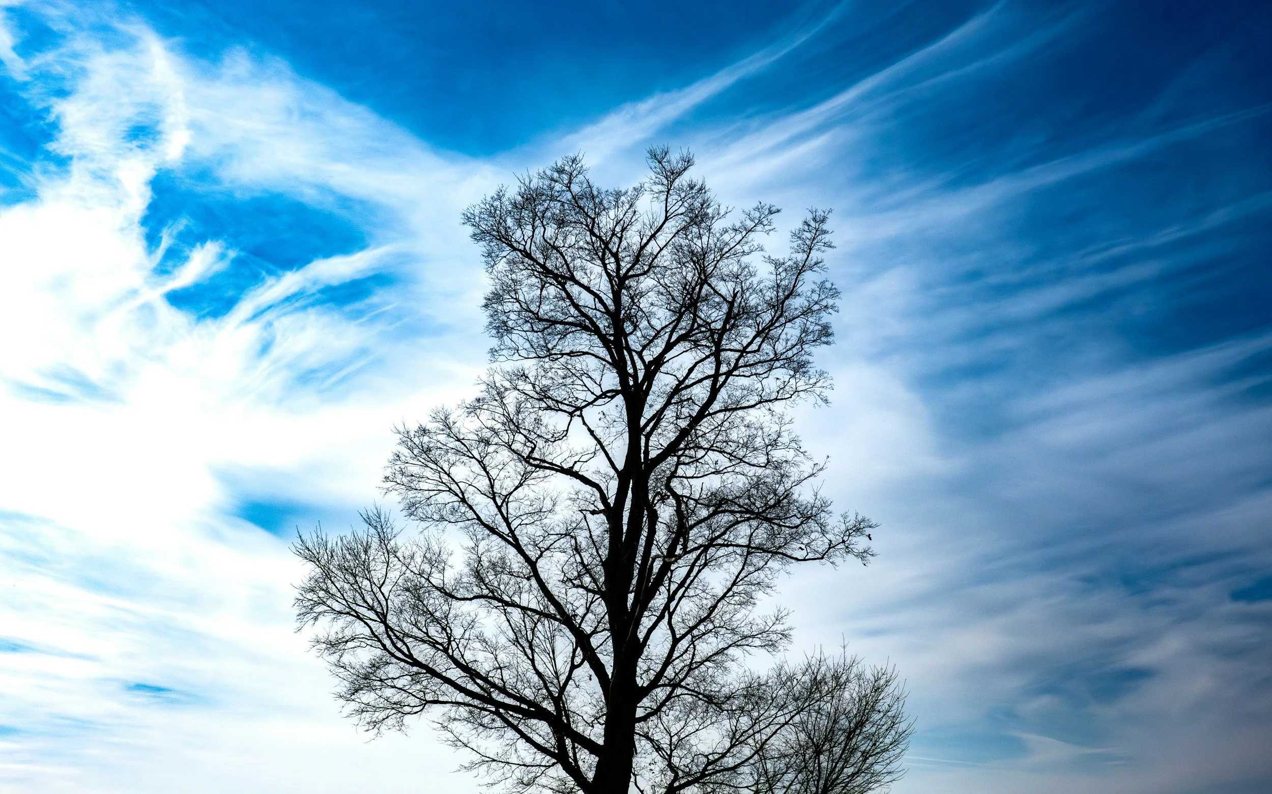 A leafless tree silhouetted against a bright blue sky with wispy clouds.