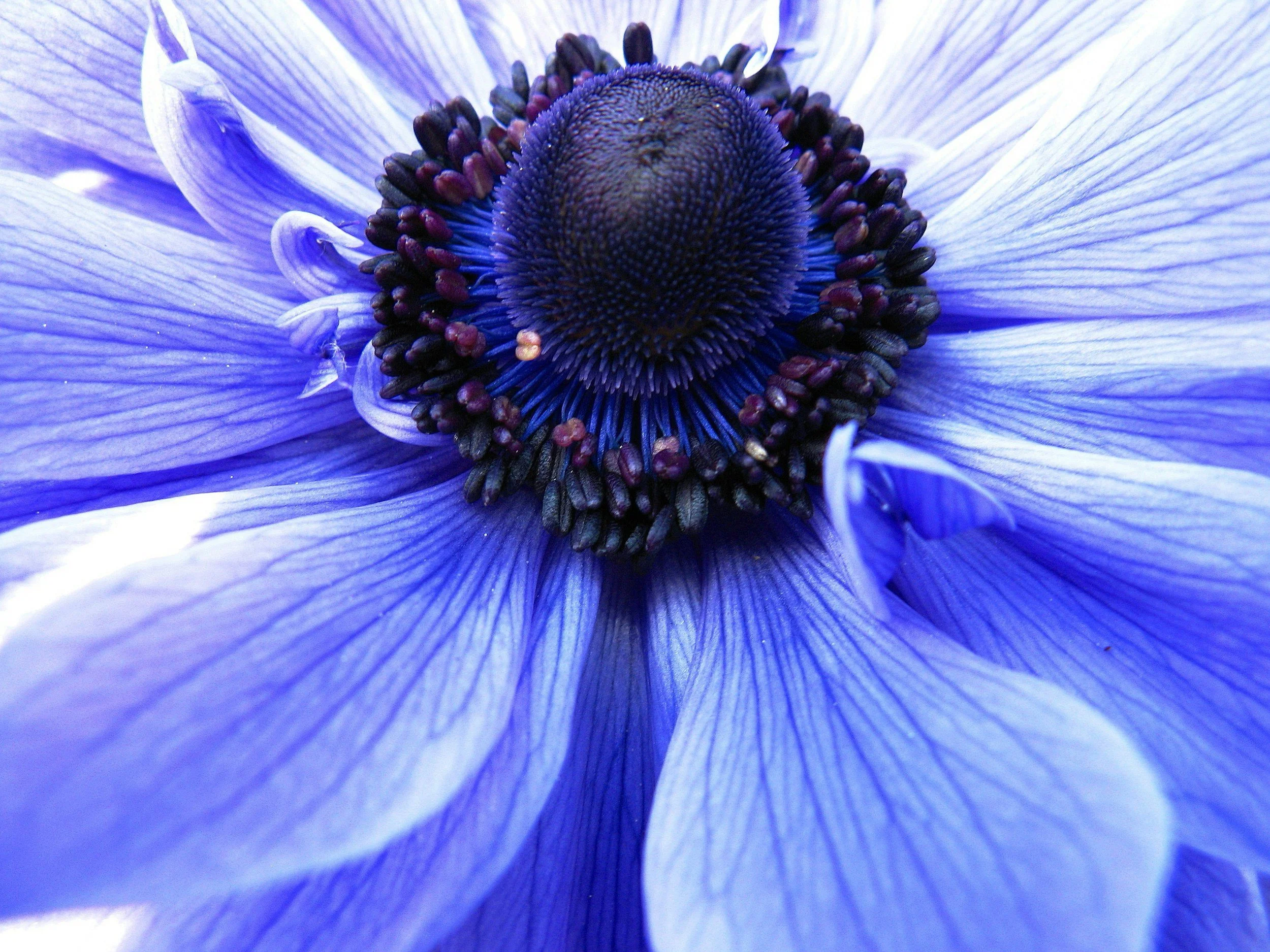 Close-up of a blue flower's center, showing dark purple and black stamens and a textured, rounded dark purple pistil surrounded by light blue petals with visible veins.