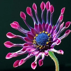 Close-up of a multi-colored flower with pink petals and a blue and yellow center against a dark background.