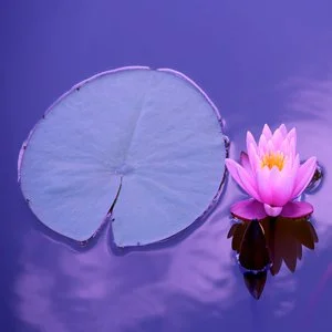 A pink water lily flower floating on water next to a large round lily pad.