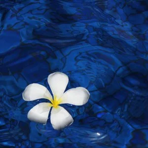 White flower with yellow center floating on blue water surface.