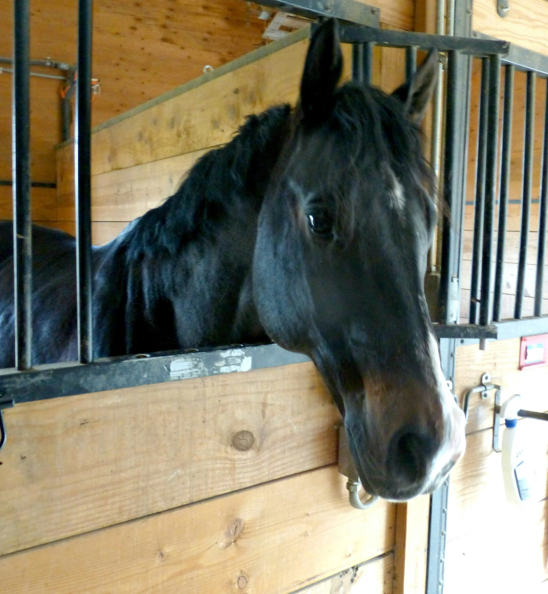 Close-up of a dark-colored horse with a white mark on its face inside a wooden stable, with metal bars and wooden walls visible.