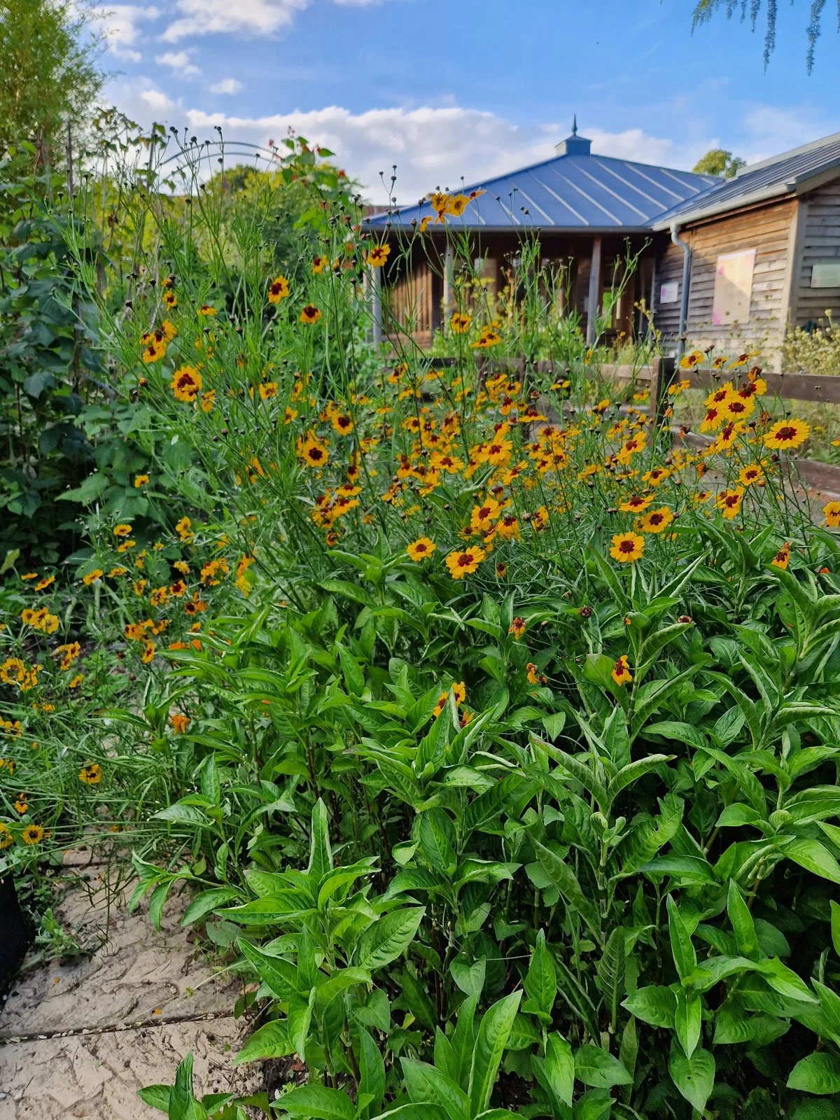 Dye garden consultancy