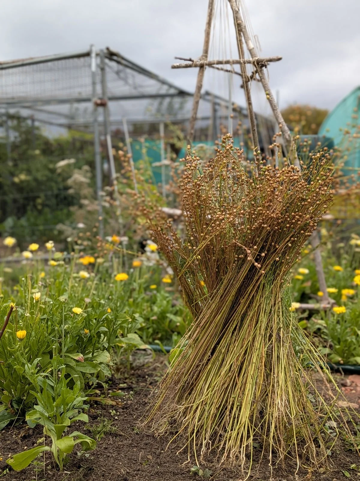 Flax stook - Let's Grow Flax Project