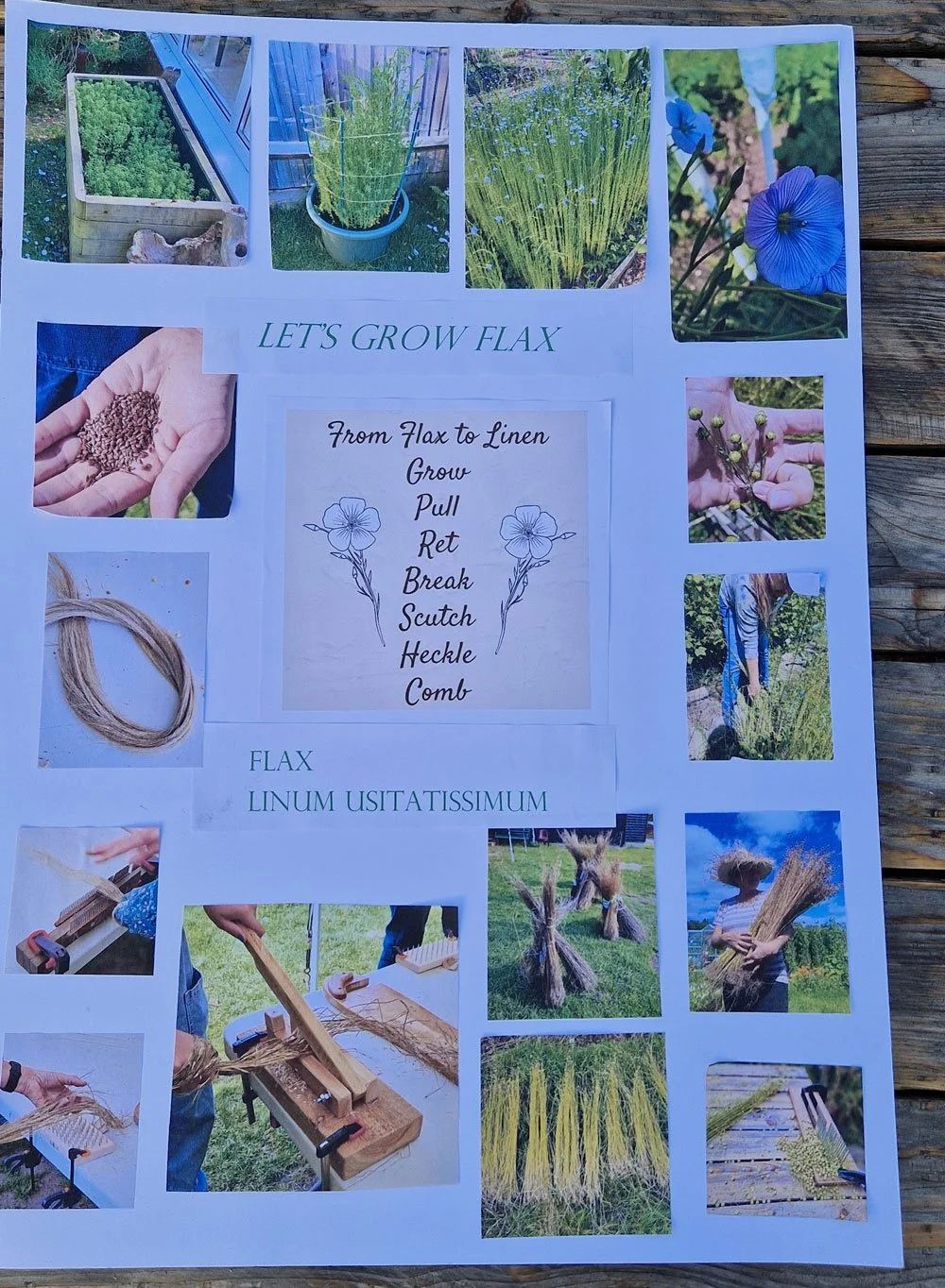 Let's grow Flax community flax growing project 2023
Co-set up by Brigitte from Beekay Makes and Ginny Farquhar.
Display board fro our first community engagement event at Farnham Museum