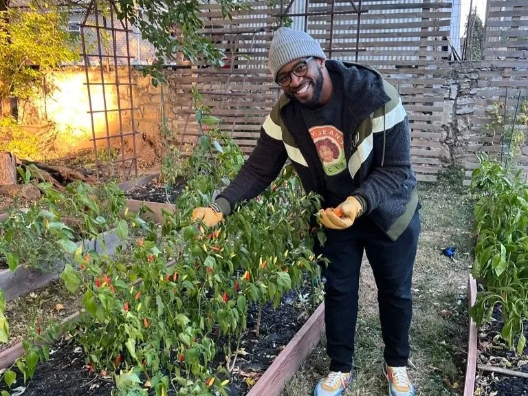 Chris Goode in a community garden, harvesting ripe peppers from garden beds.
