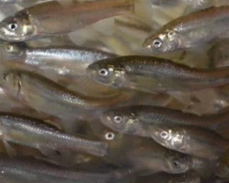 LIVE Minnows S-M Dozen