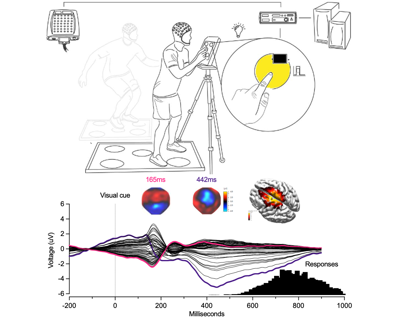 Constitutive and stress-induced psychomotor cortical responses to Compound K supplementation
