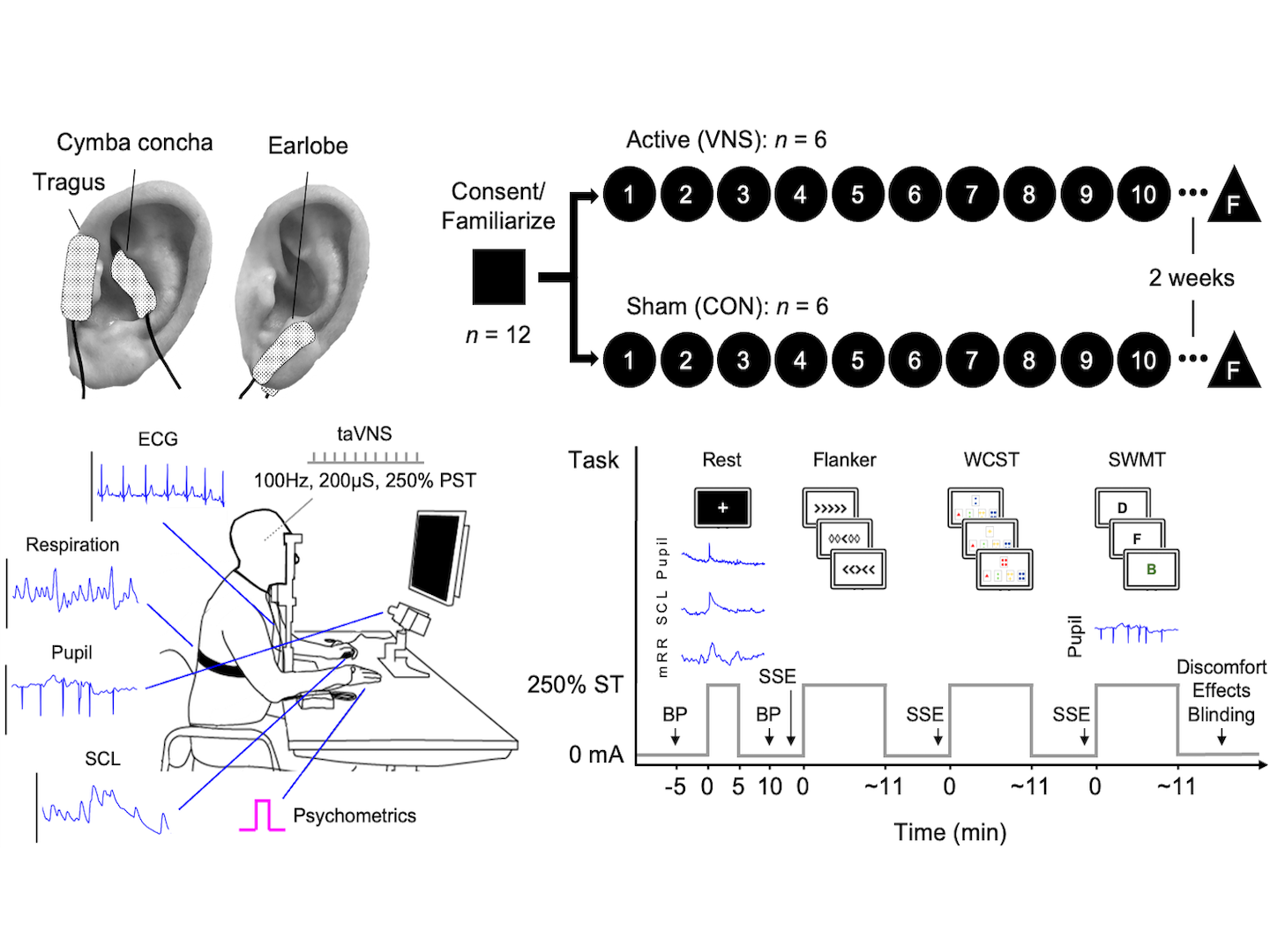 Diagram of an experimental setup for a neuroscience study. It shows an ear with electrodes placed on the concha and earlobe, an illustration of an individual wearing a brain stimulation device, and graphs depicting EEG signals and task timelines. The diagram includes details about transcranial alternating current stimulation (tACS), task conditions, and stimuli.