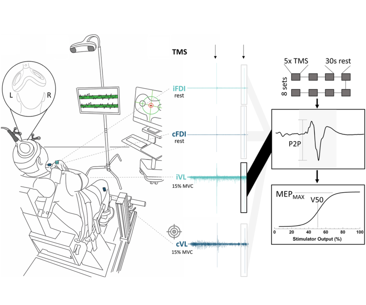 We quantified the physiological extent of off-target corticospinal activation produced by double-cone TMS commonly used to stimulate lower-limb motor cortex, demonstrating substantial bilateral leg and unintended hand responses.