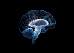 Digital illustration of a human brain highlighted in blue with neural networks.