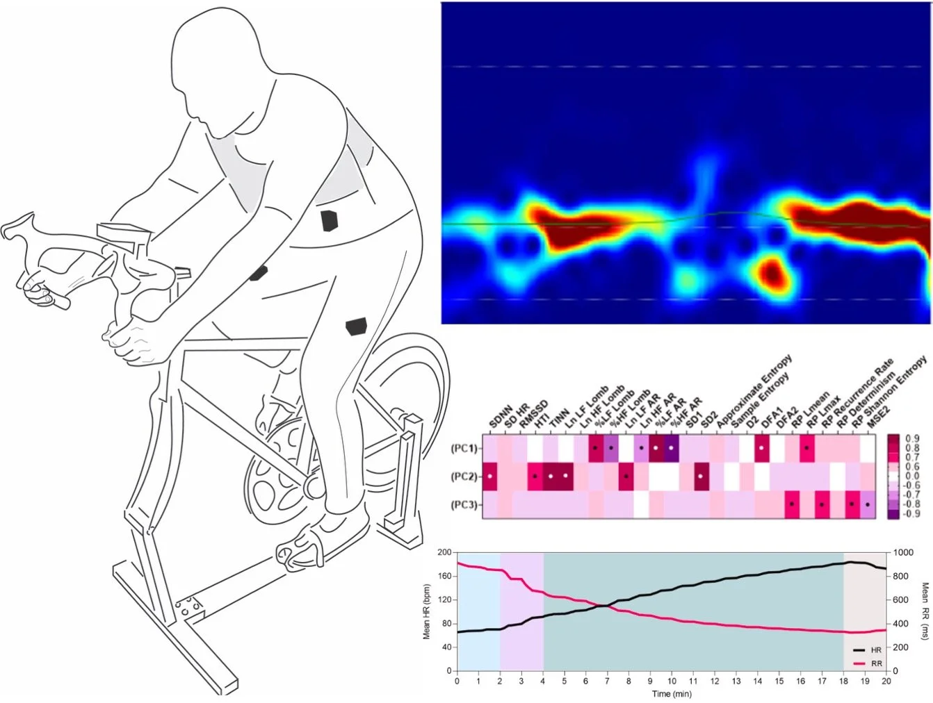 While many ultra-short-term HRV measures are redundant, they capture state-specific autonomic information and are generally robust to preprocessing choices, supporting their cautious use as scalable biomarkers in human performance research.