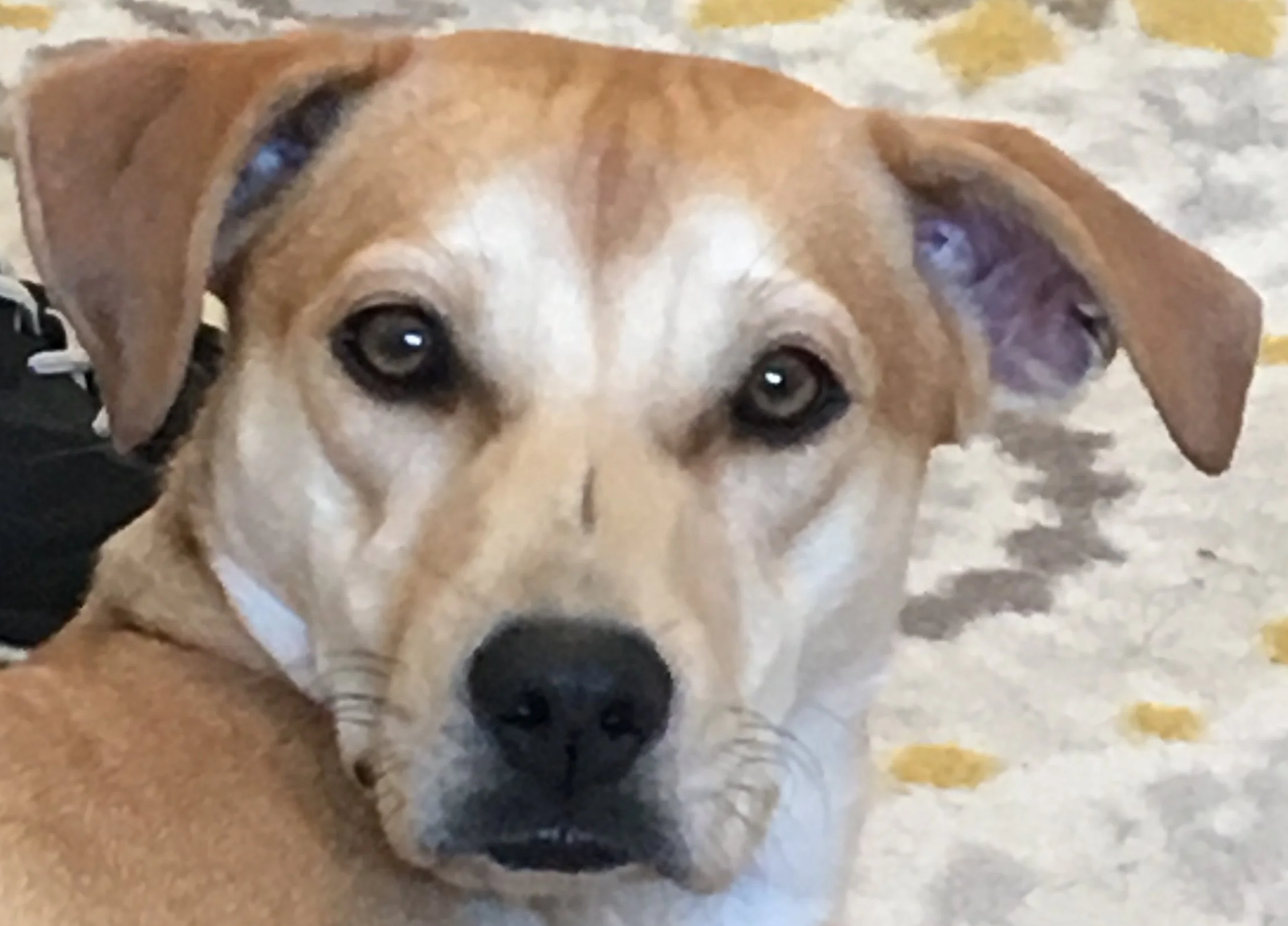 Close-up of a tan and white dog with brown eyes looking at the camera, lying on a marble floor with yellow spots.