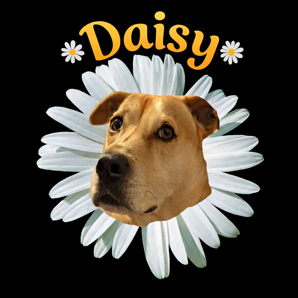 A dog with a light brown face and expressive eyes surrounded by a white daisy flower, with the word "Daisy" in orange text and small daisy icons on a black background.