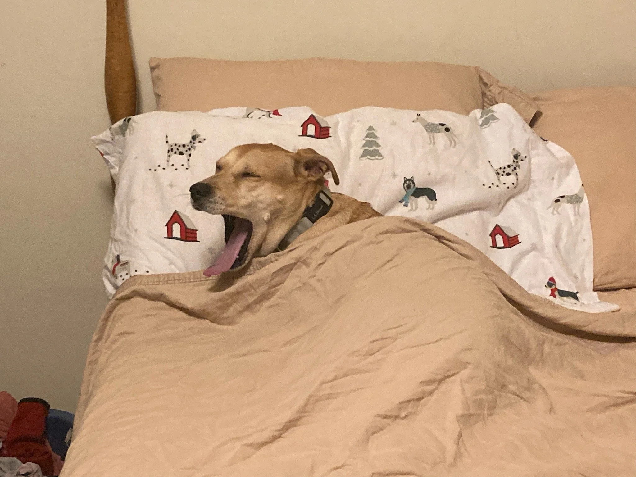 A dog yawning while lying on a bed with a festive holiday-themed blanket. The bed has a beige comforter and a pillow with a panda, wolf, and dog print, and a patterned sheet featuring dogs, trees, and houses.