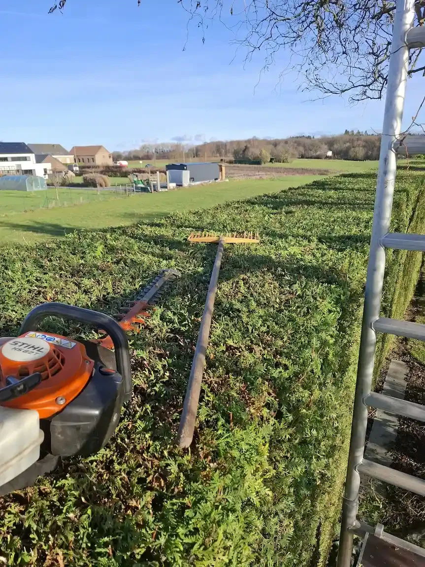 Entretien-haie-bambou-huy-clair-et-vert