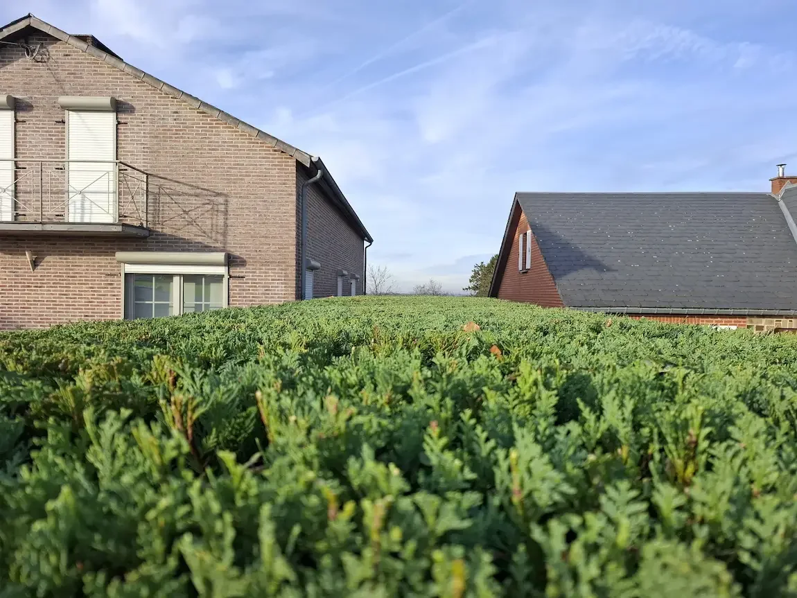 Entretien-haie-bambou-huy-clair-et-vert1